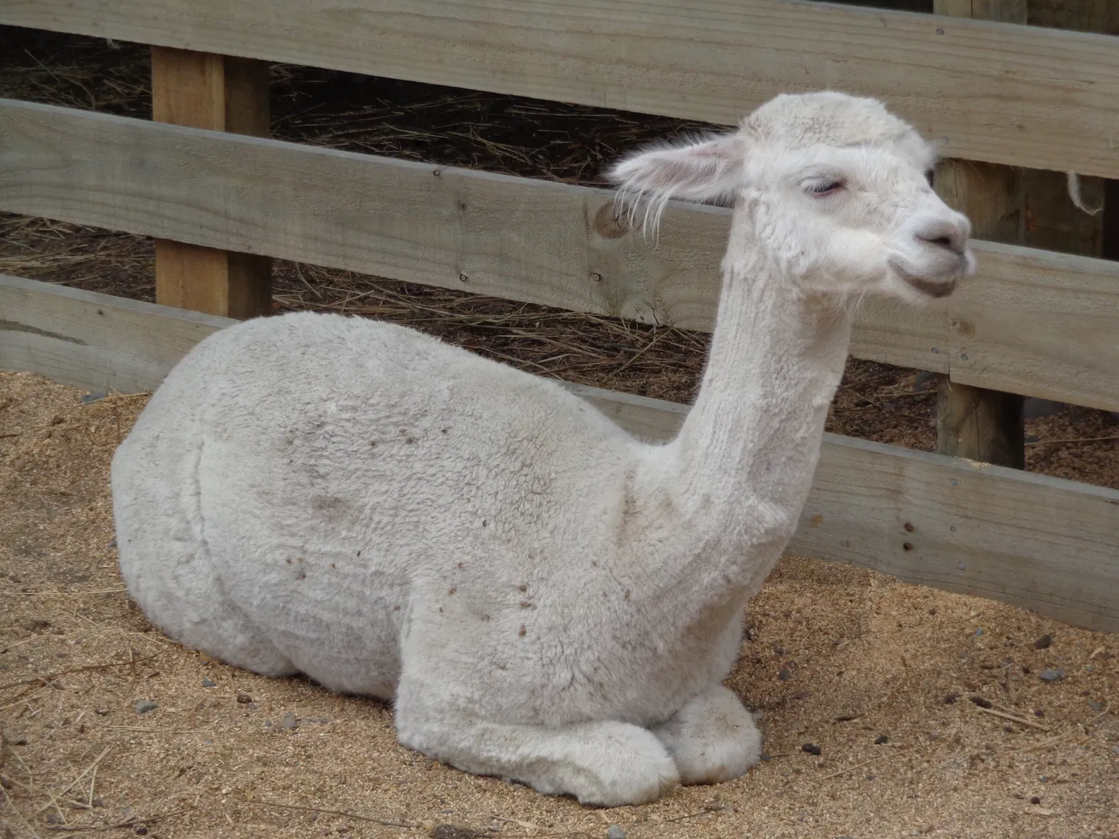 Willowbank Wildlife Reserve