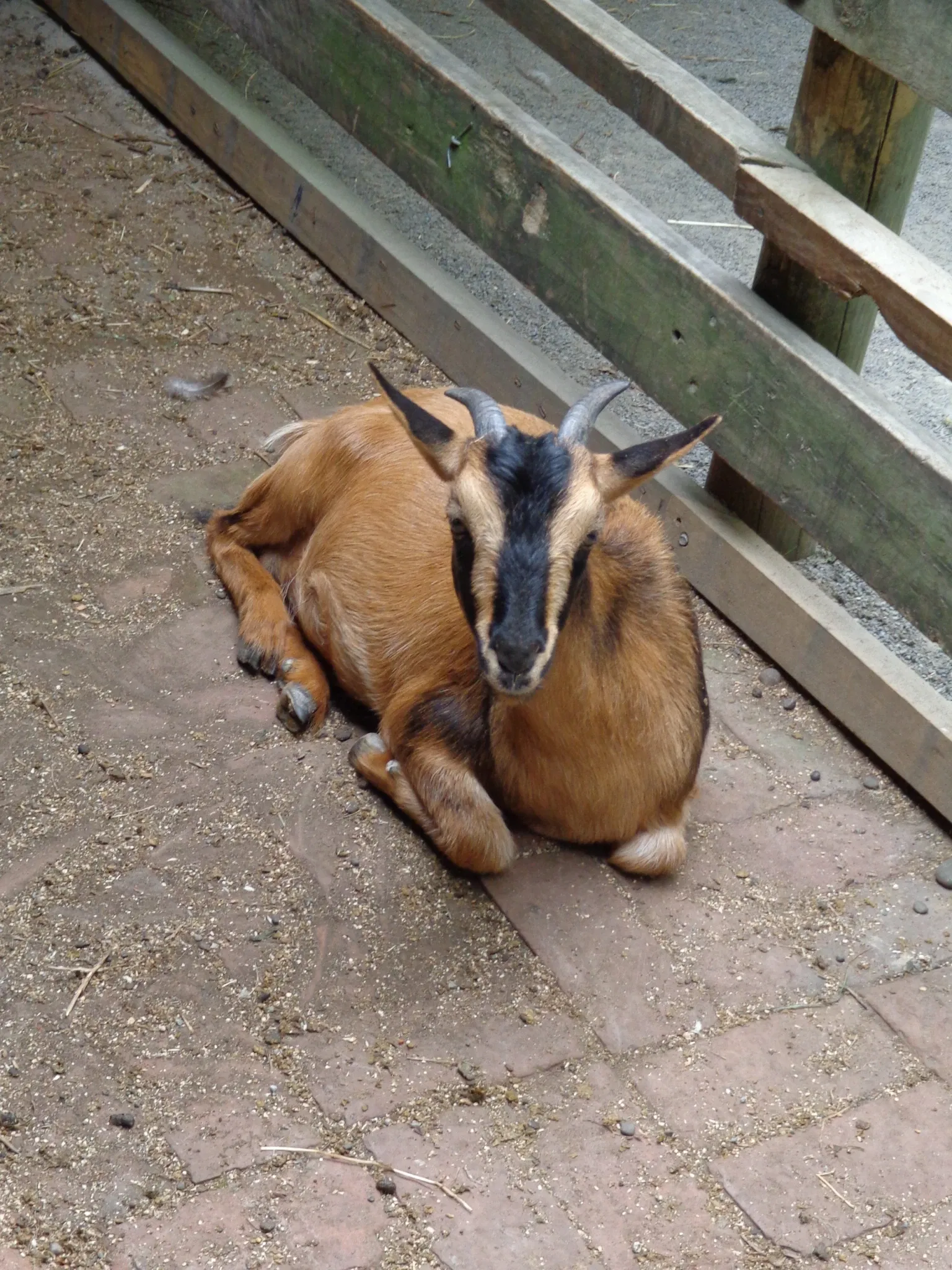 Willowbank Wildlife Reserve