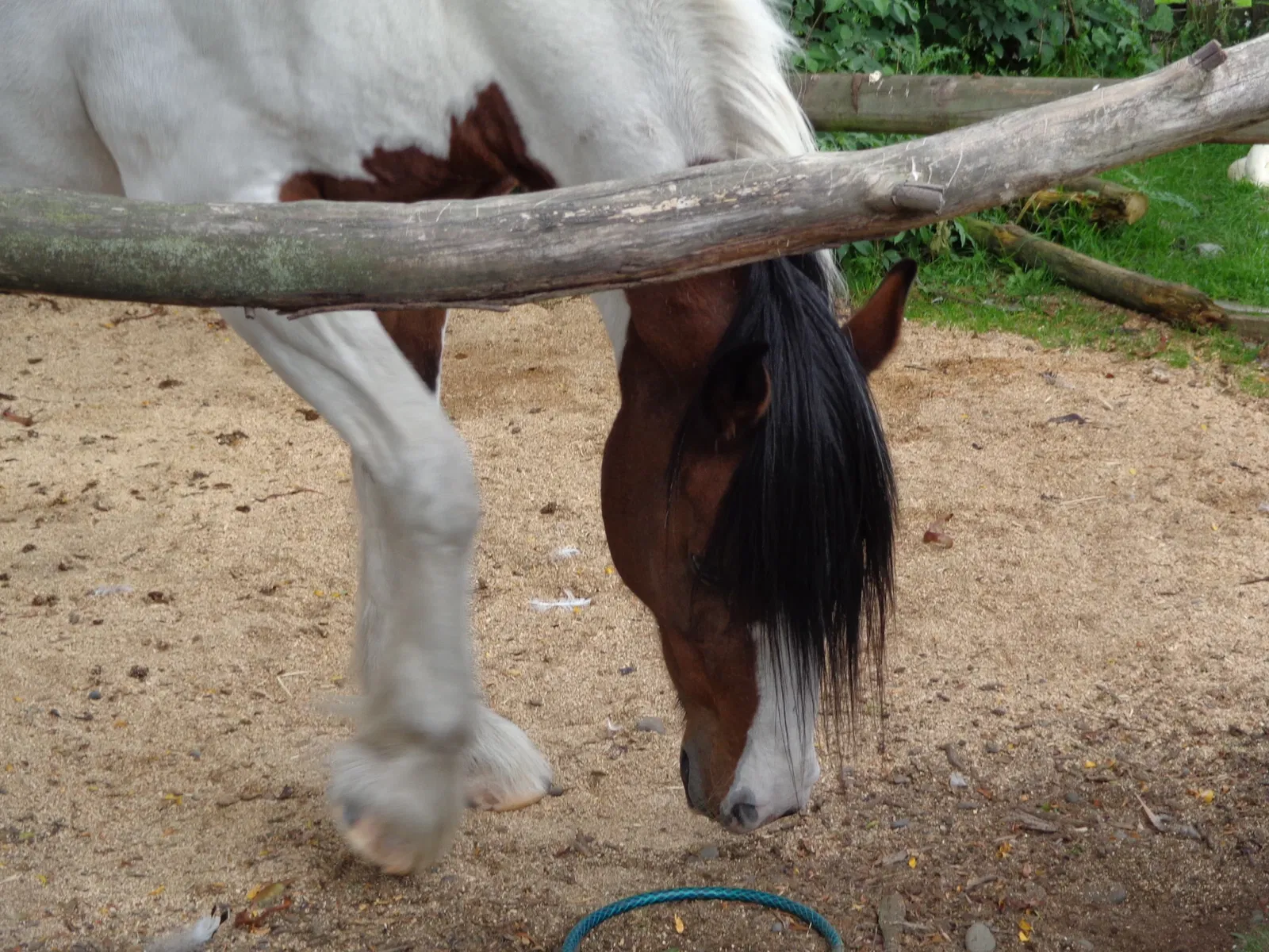 Willowbank Wildlife Reserve