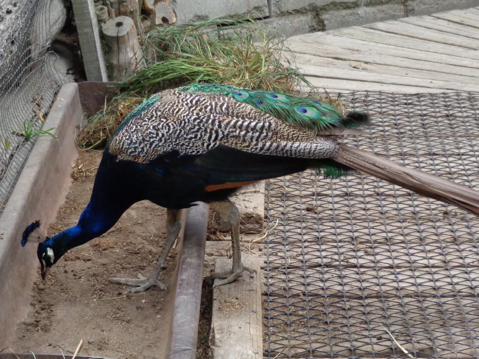 Willowbank Wildlife Reserve