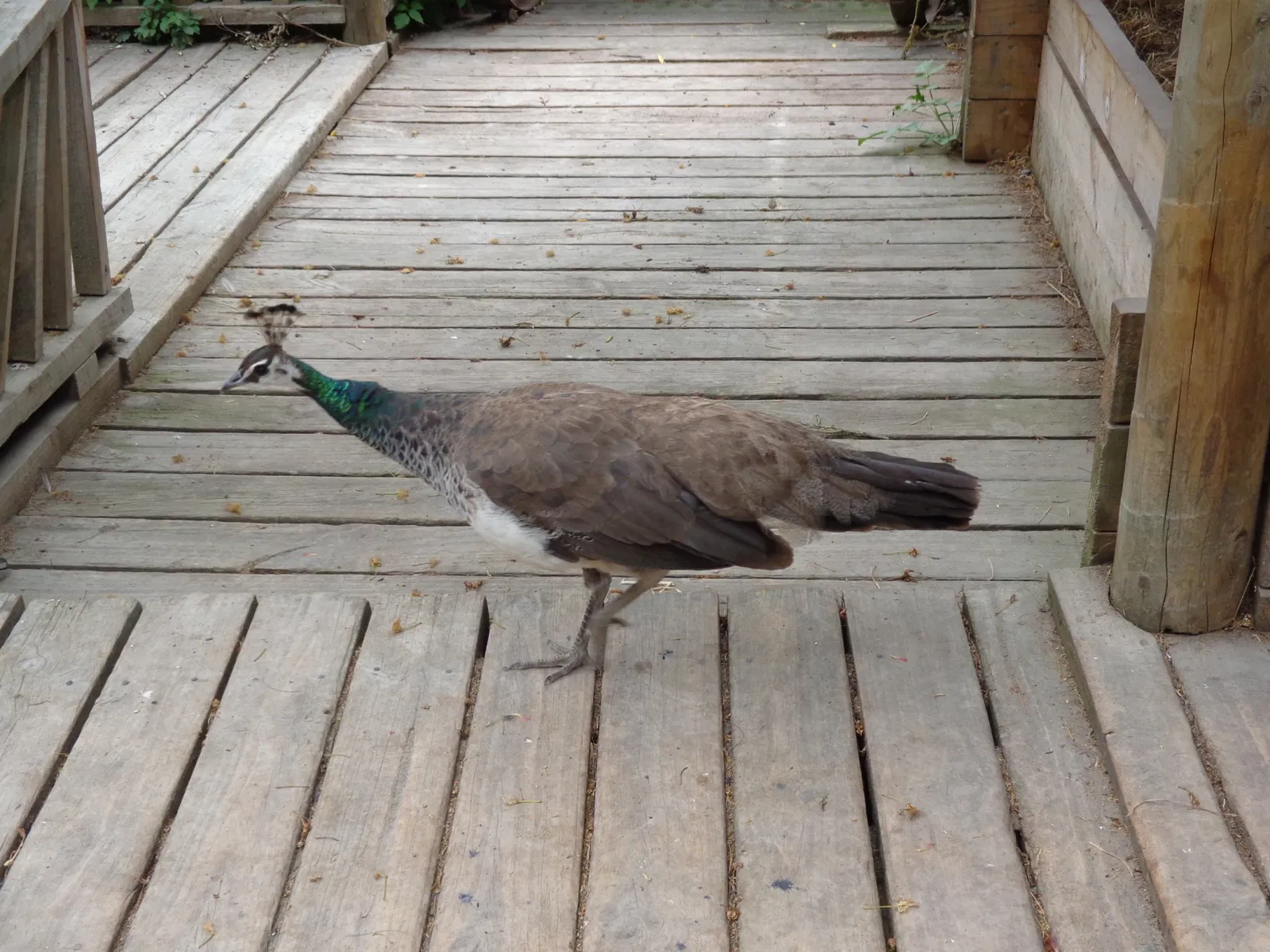 Willowbank Wildlife Reserve