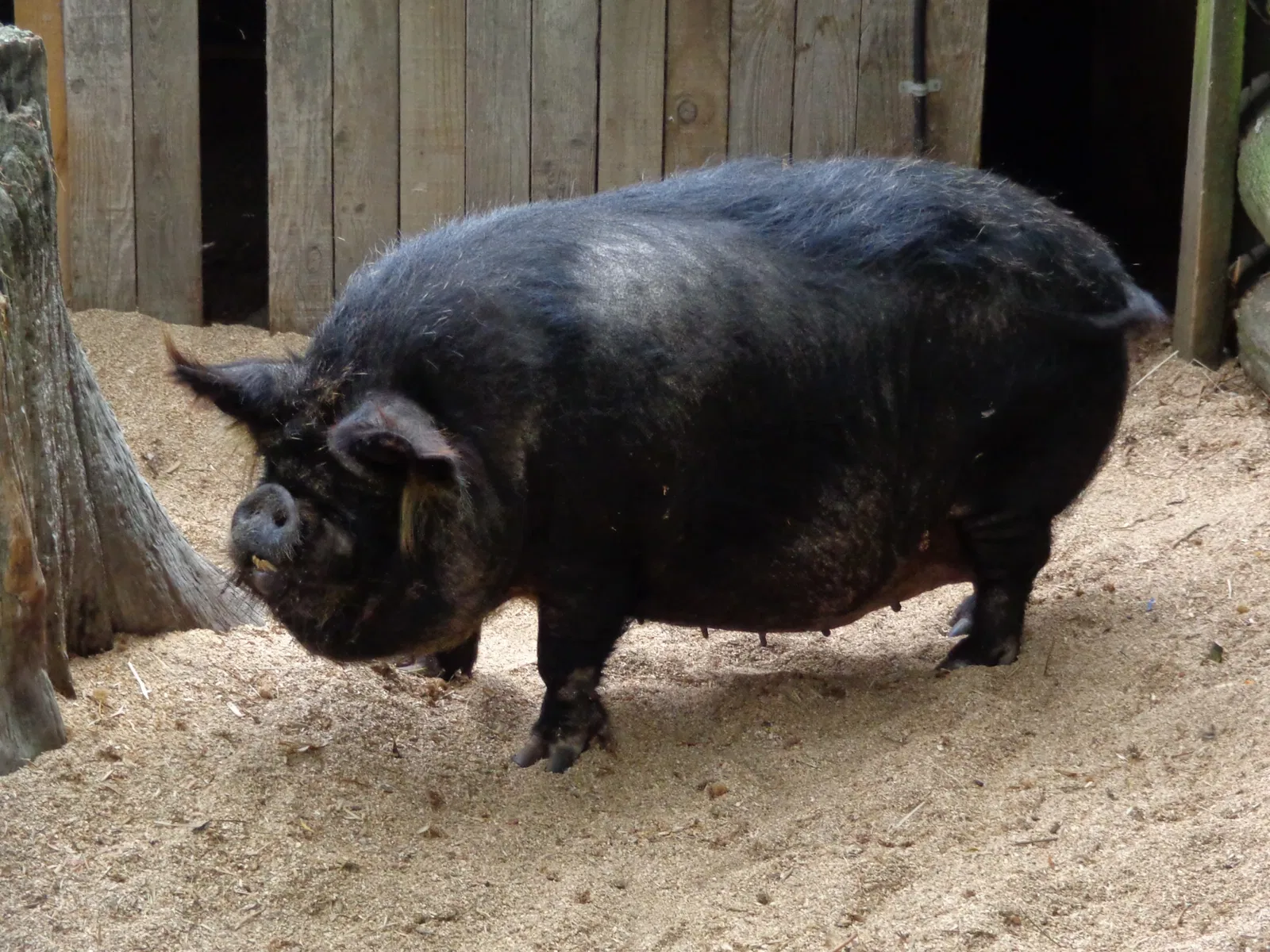 Willowbank Wildlife Reserve