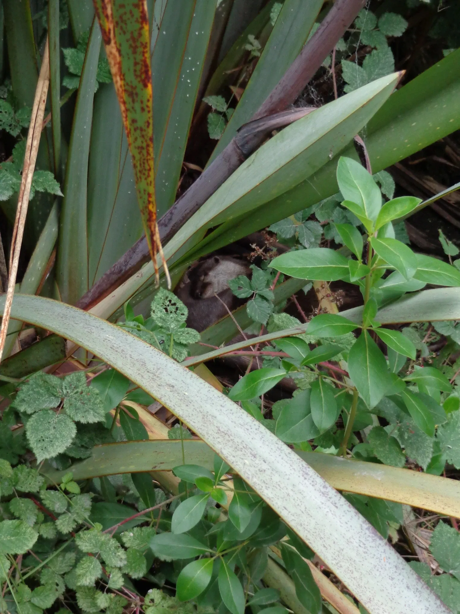 Willowbank Wildlife Reserve