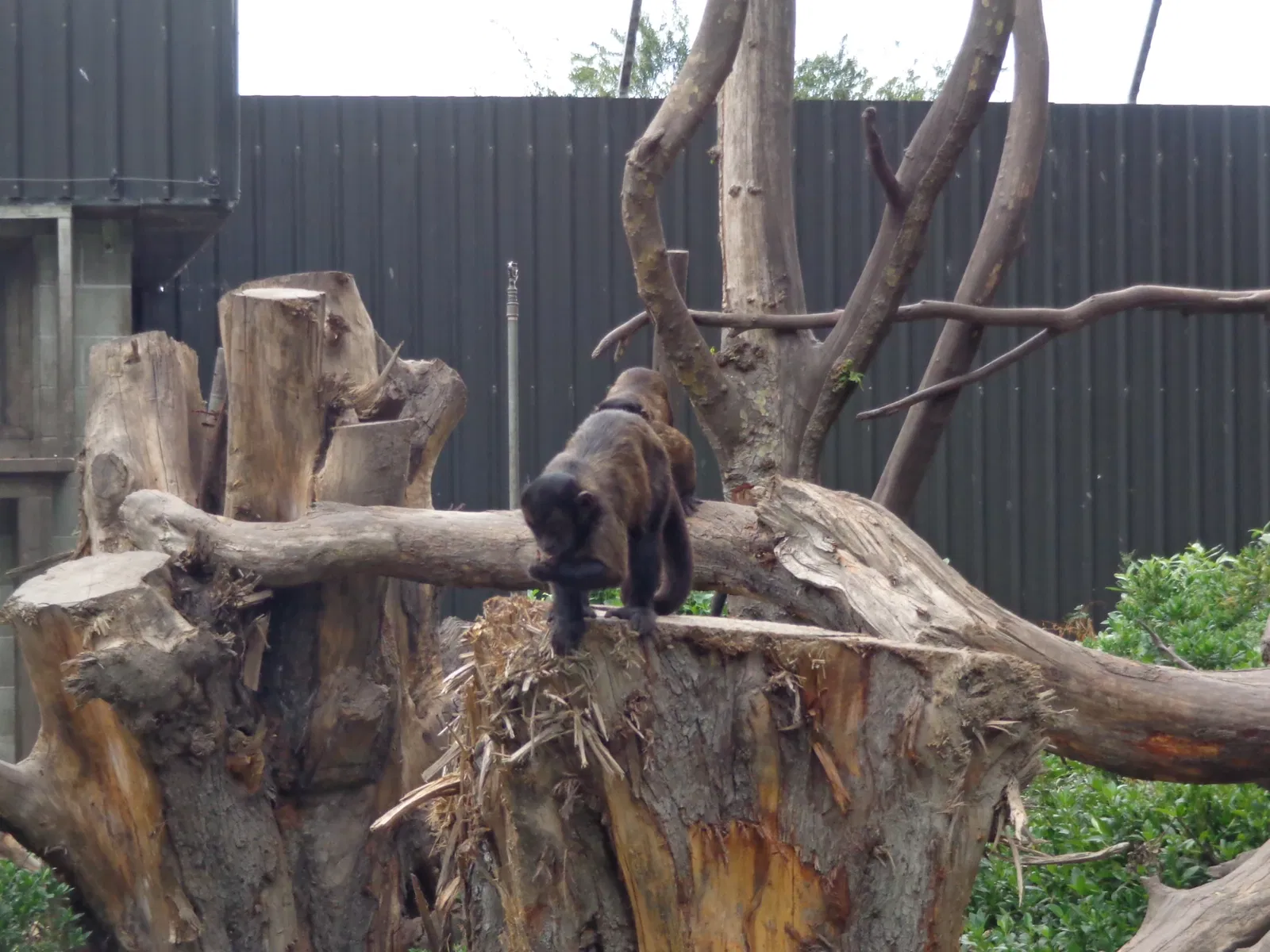 Willowbank Wildlife Reserve