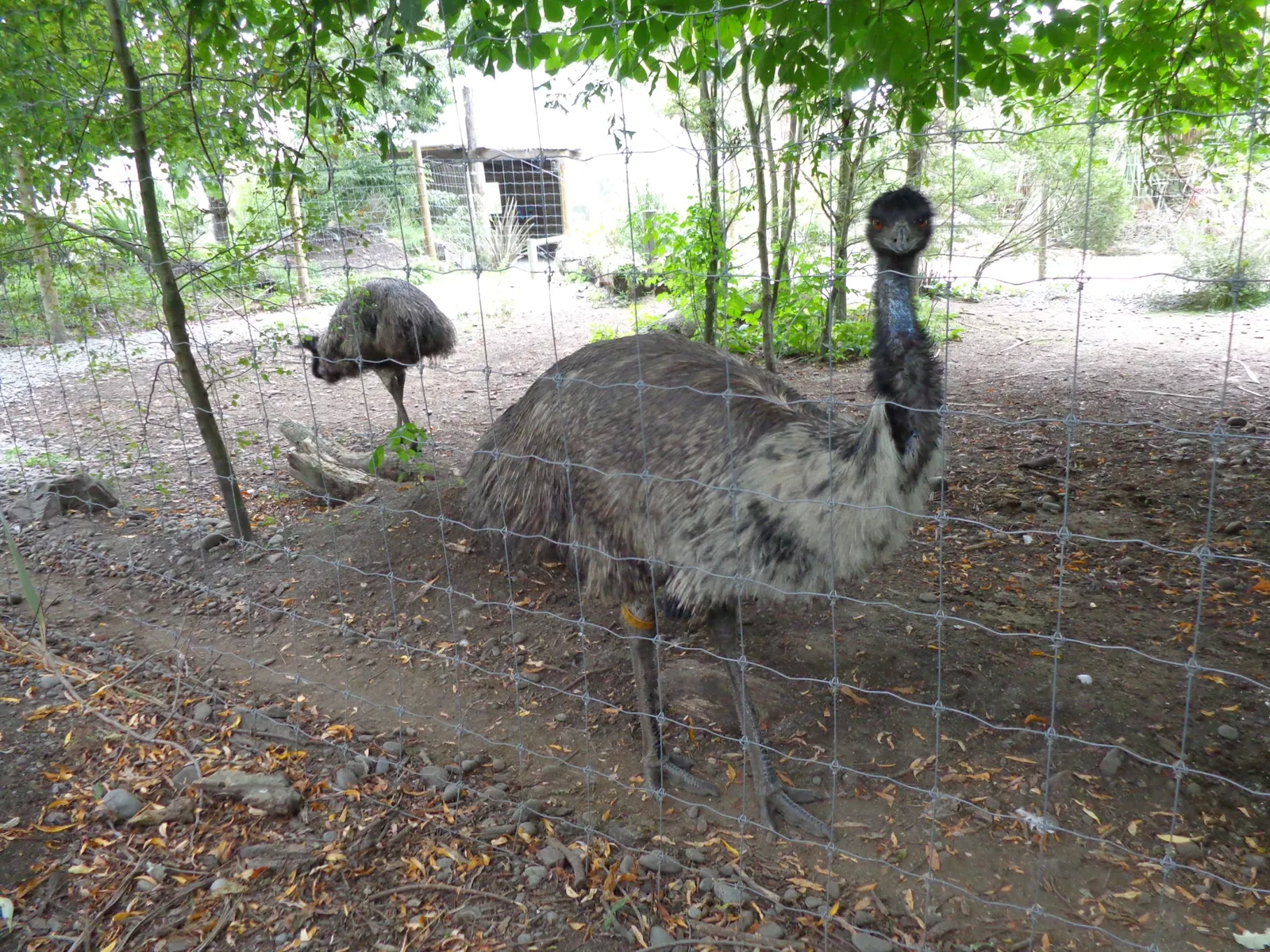Willowbank Wildlife Reserve