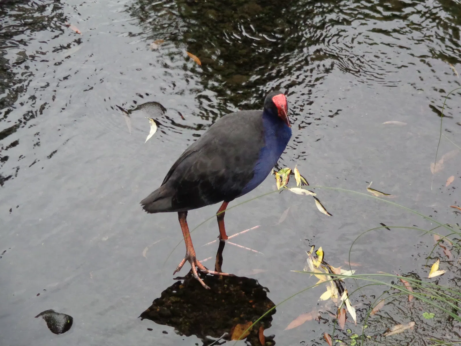 Willowbank Wildlife Reserve