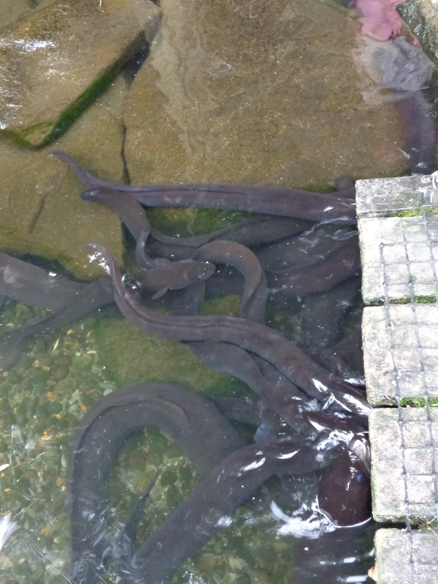 Willowbank Wildlife Reserve