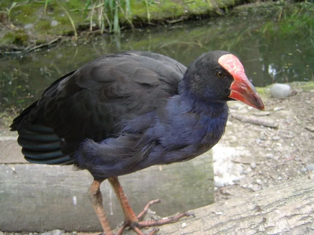 Willowbank Wildlife Reserve