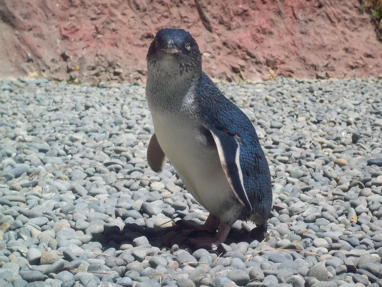 International Antarctic Centre