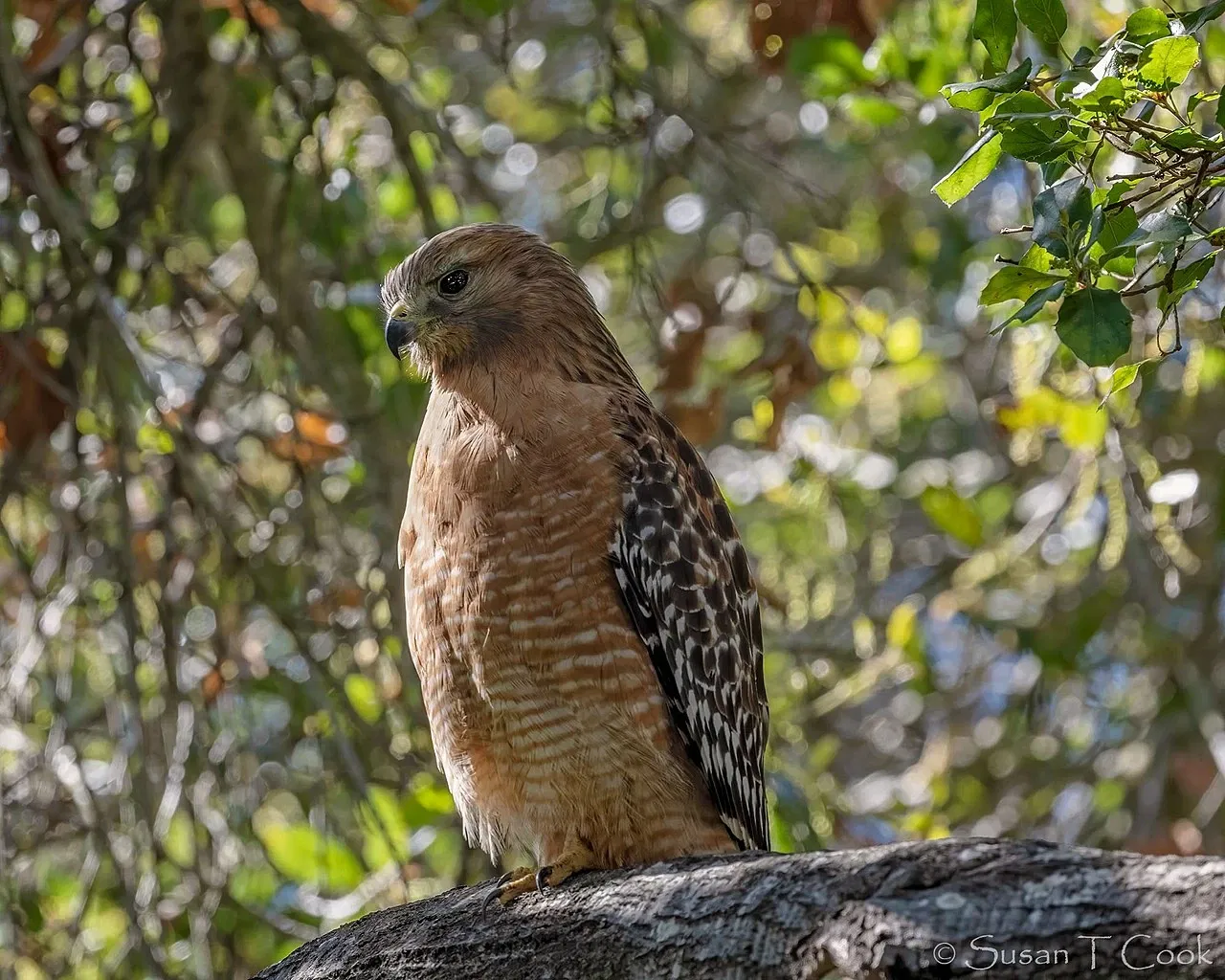 Stow House - Goleta Valley Historical Society