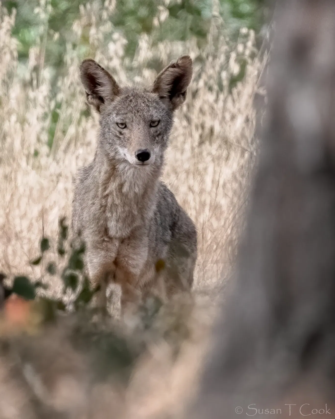Stow House - Goleta Valley Historical Society