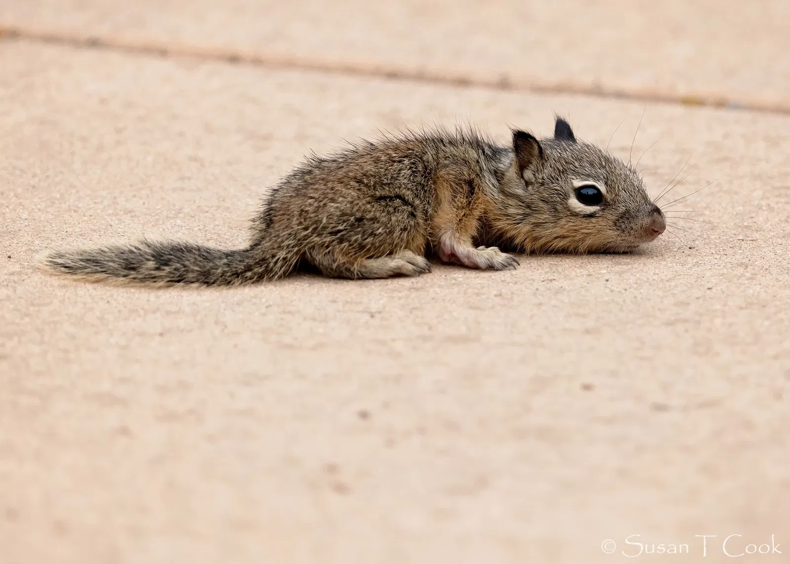 Stow House - Goleta Valley Historical Society