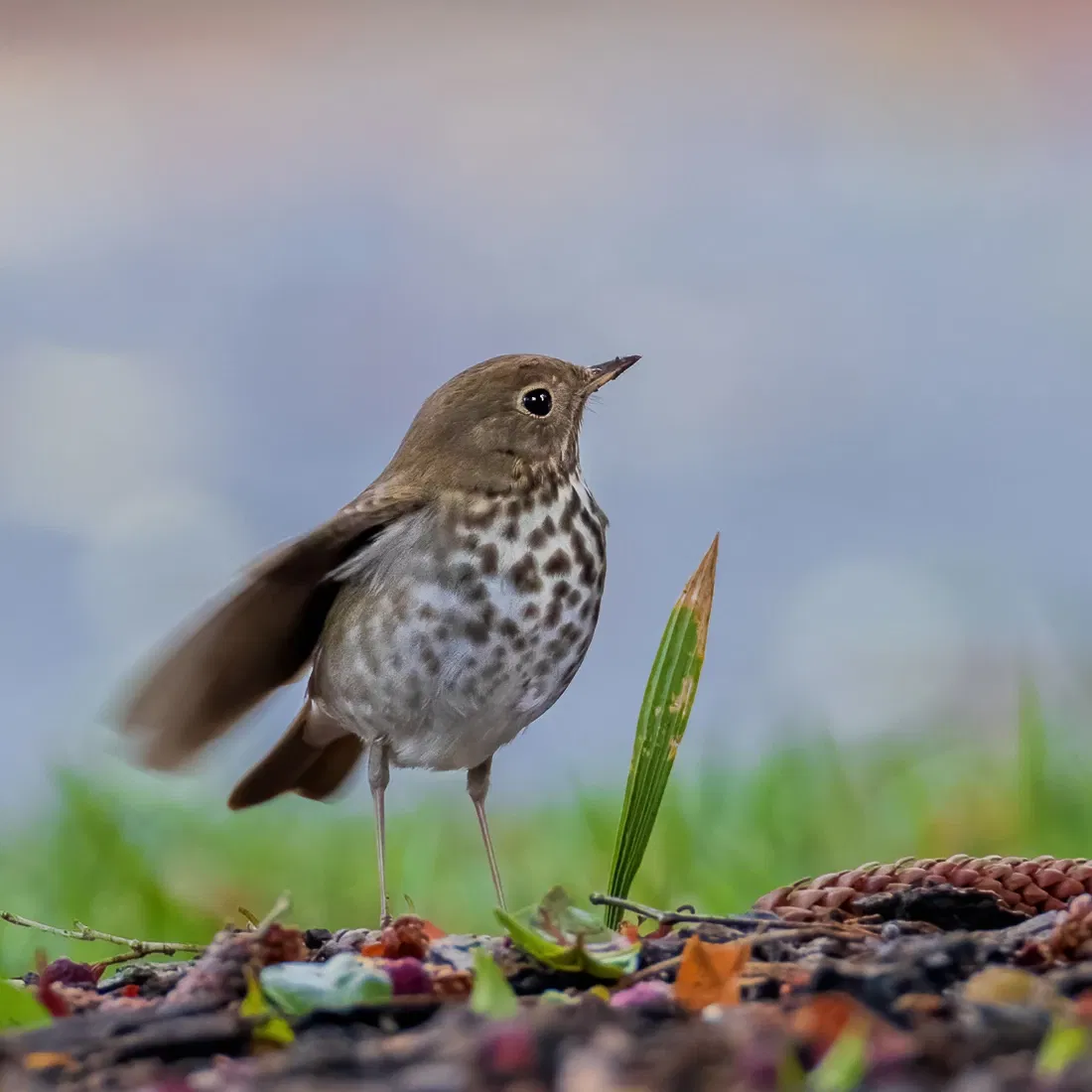 Stow House - Goleta Valley Historical Society