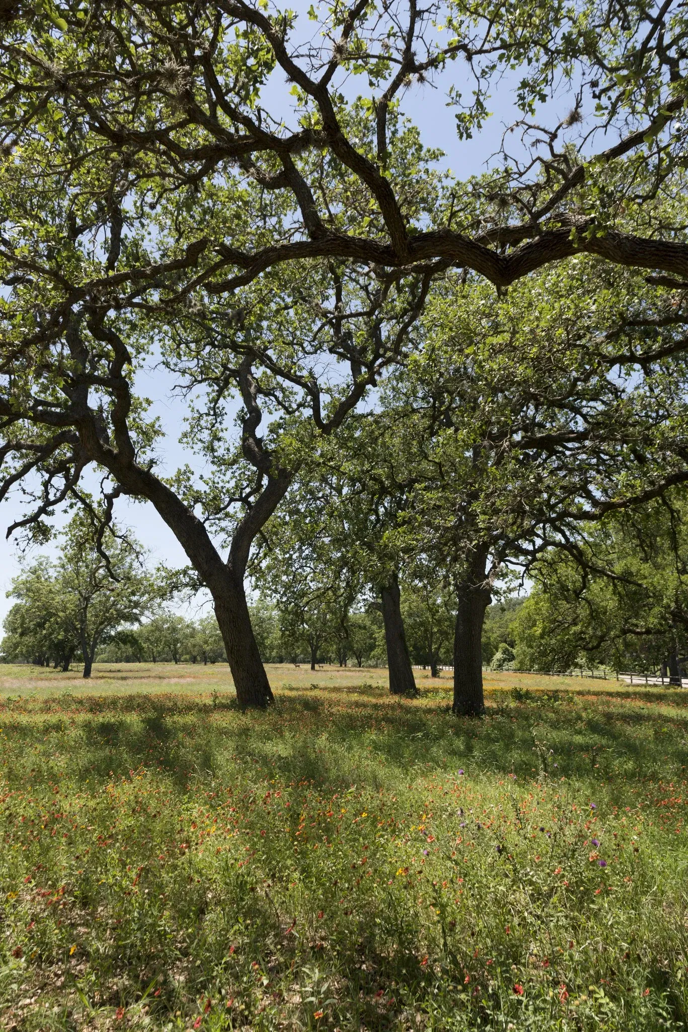 Lyndon B Johnson National Historical Park