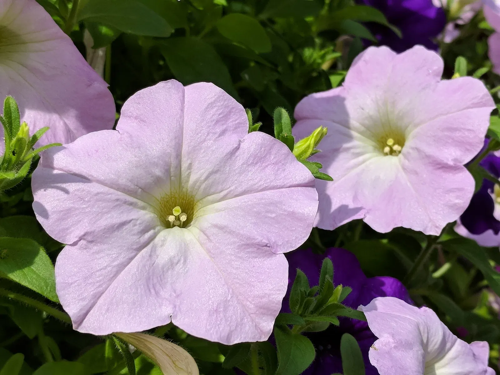 Genesee Country Village and Museum