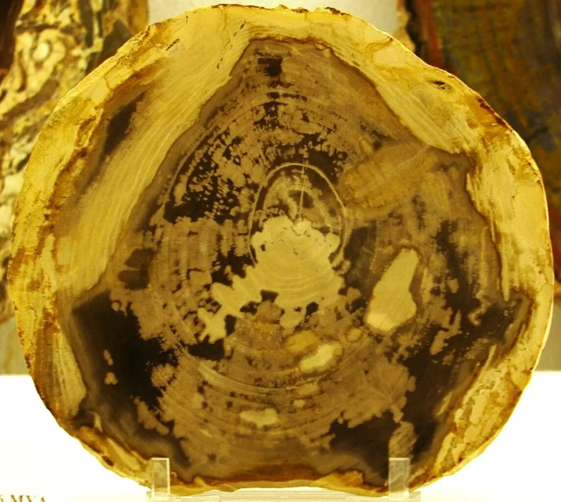 Rice Northwest Museum of Rocks & Minerals