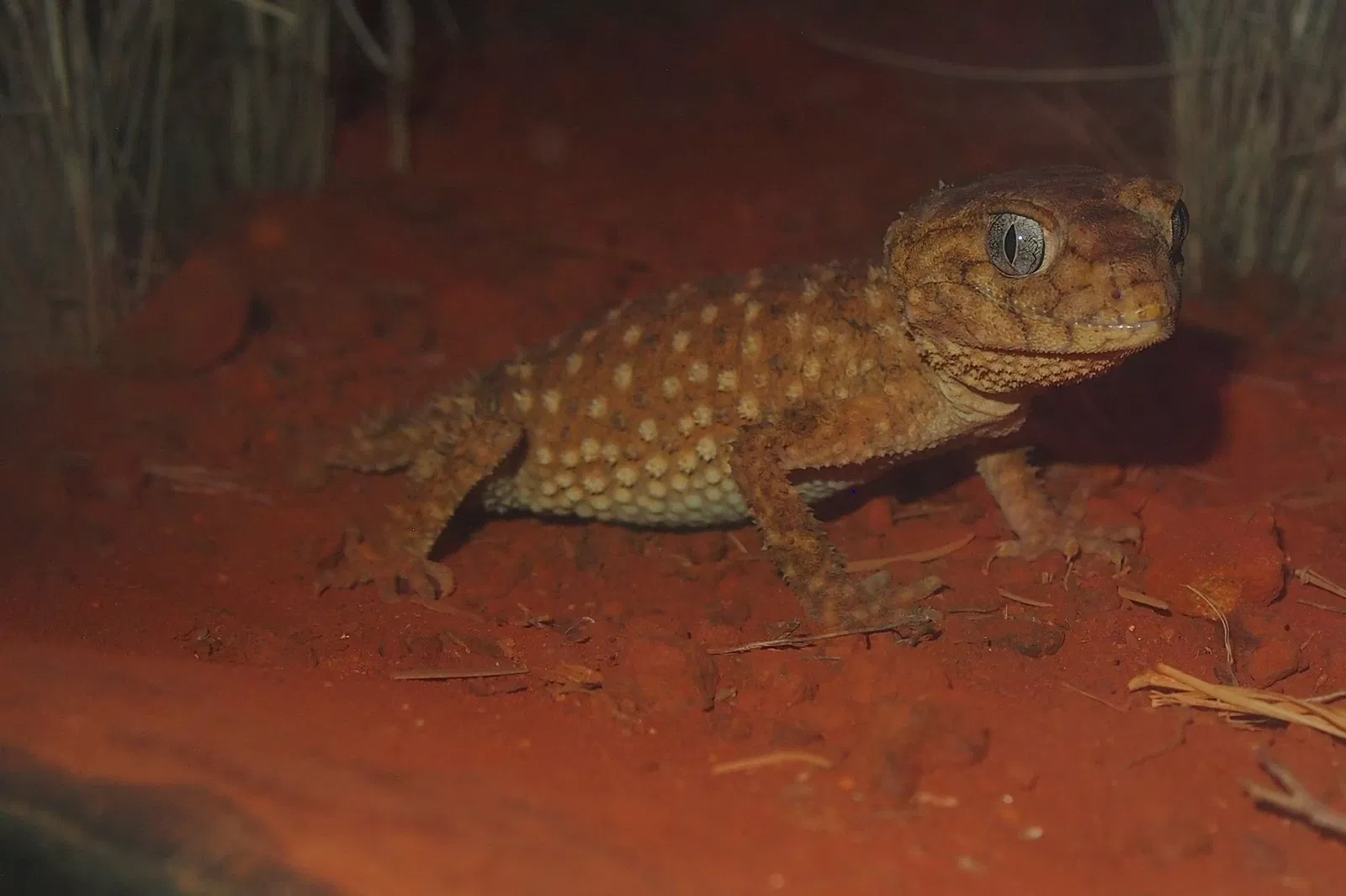 Alice Springs Desert Park
