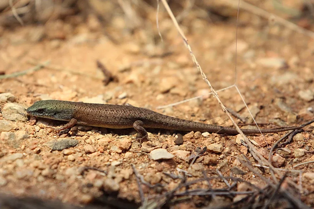 Alice Springs Desert Park