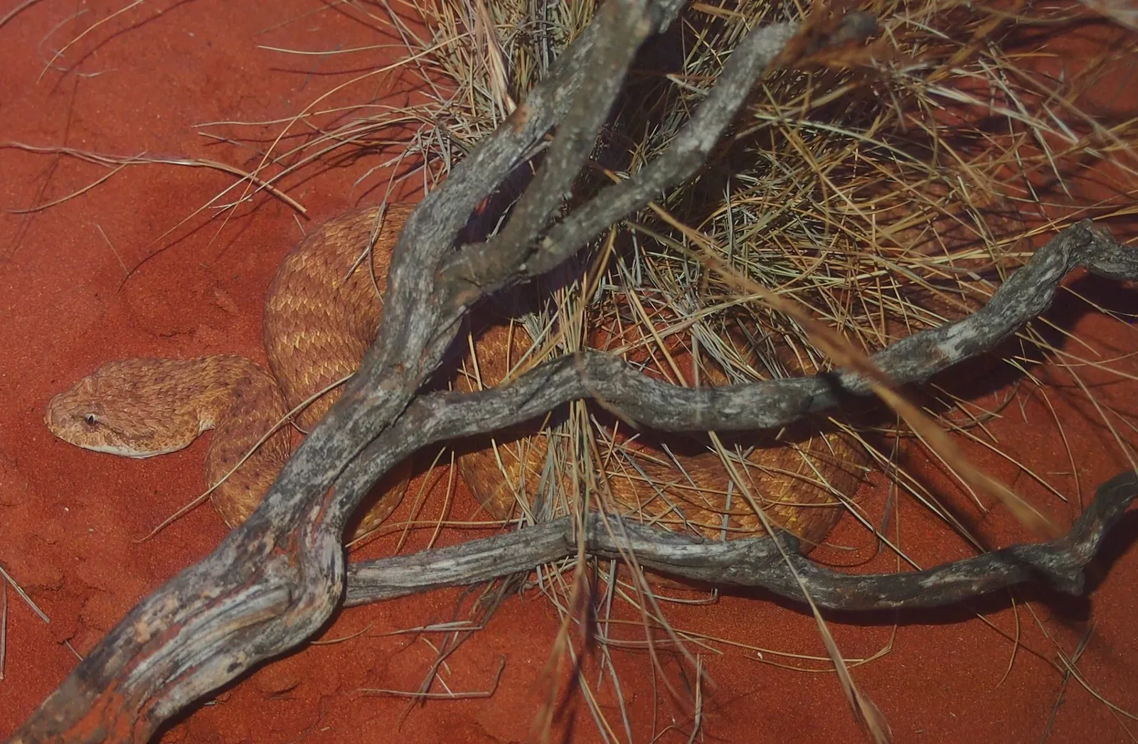 Alice Springs Desert Park