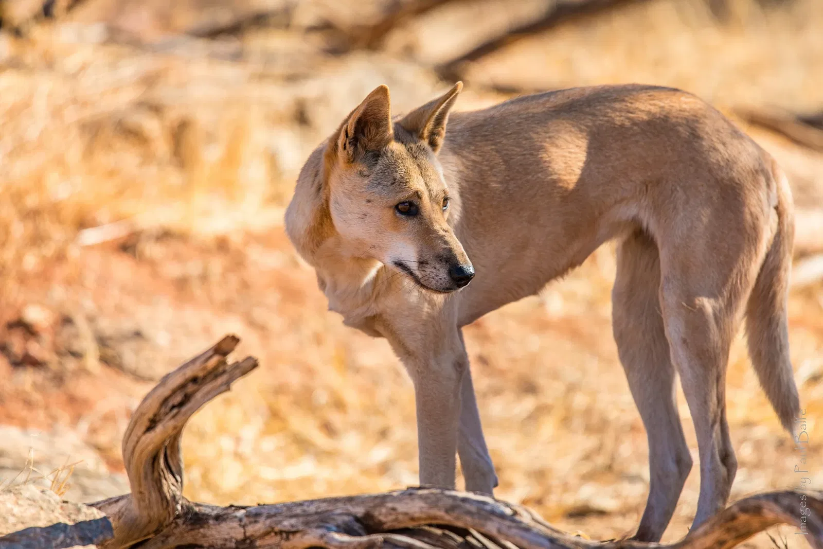 Alice Springs Desert Park