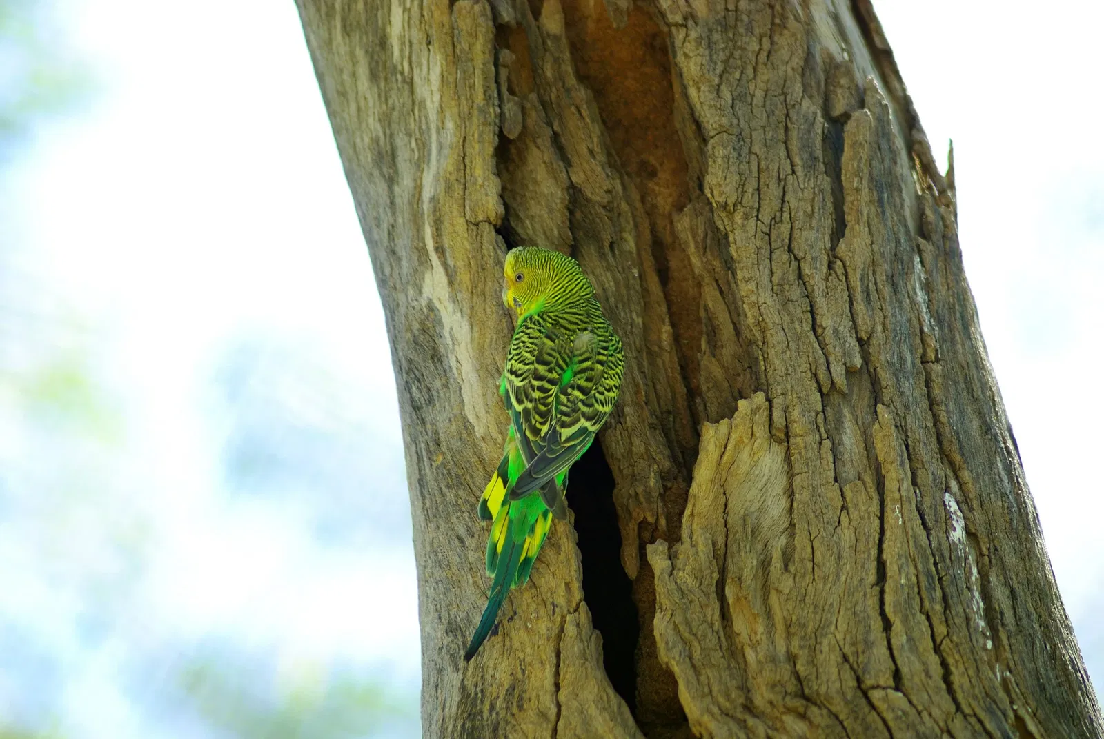 Alice Springs Desert Park