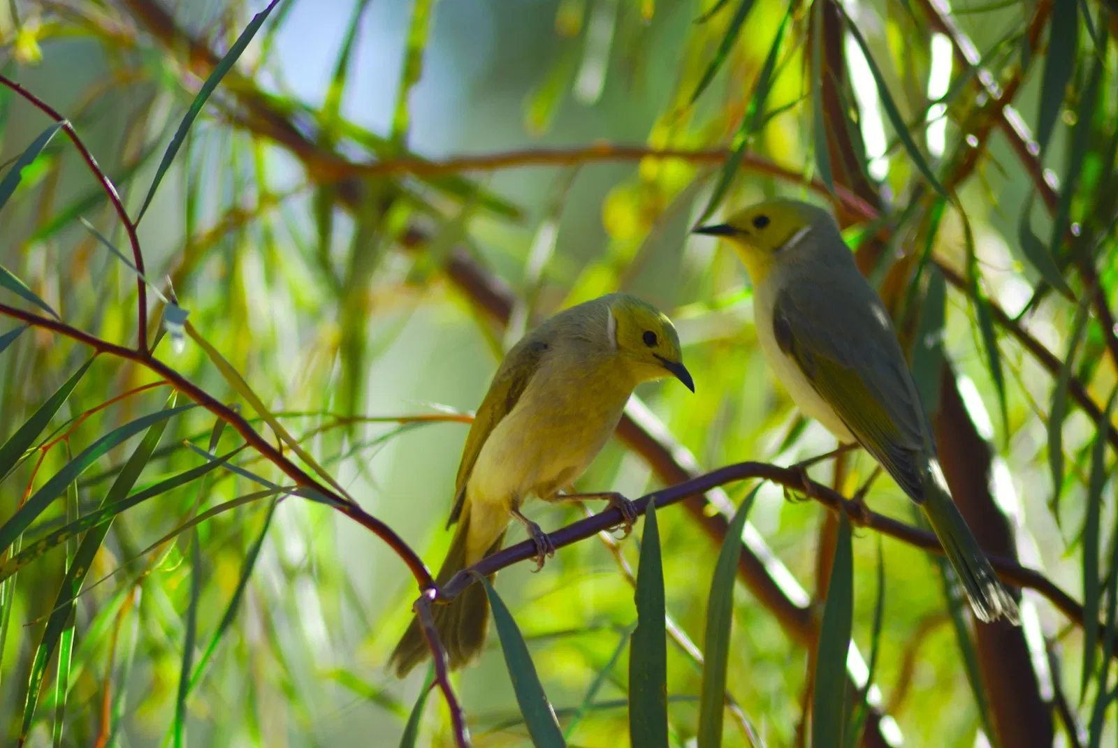 Alice Springs Desert Park