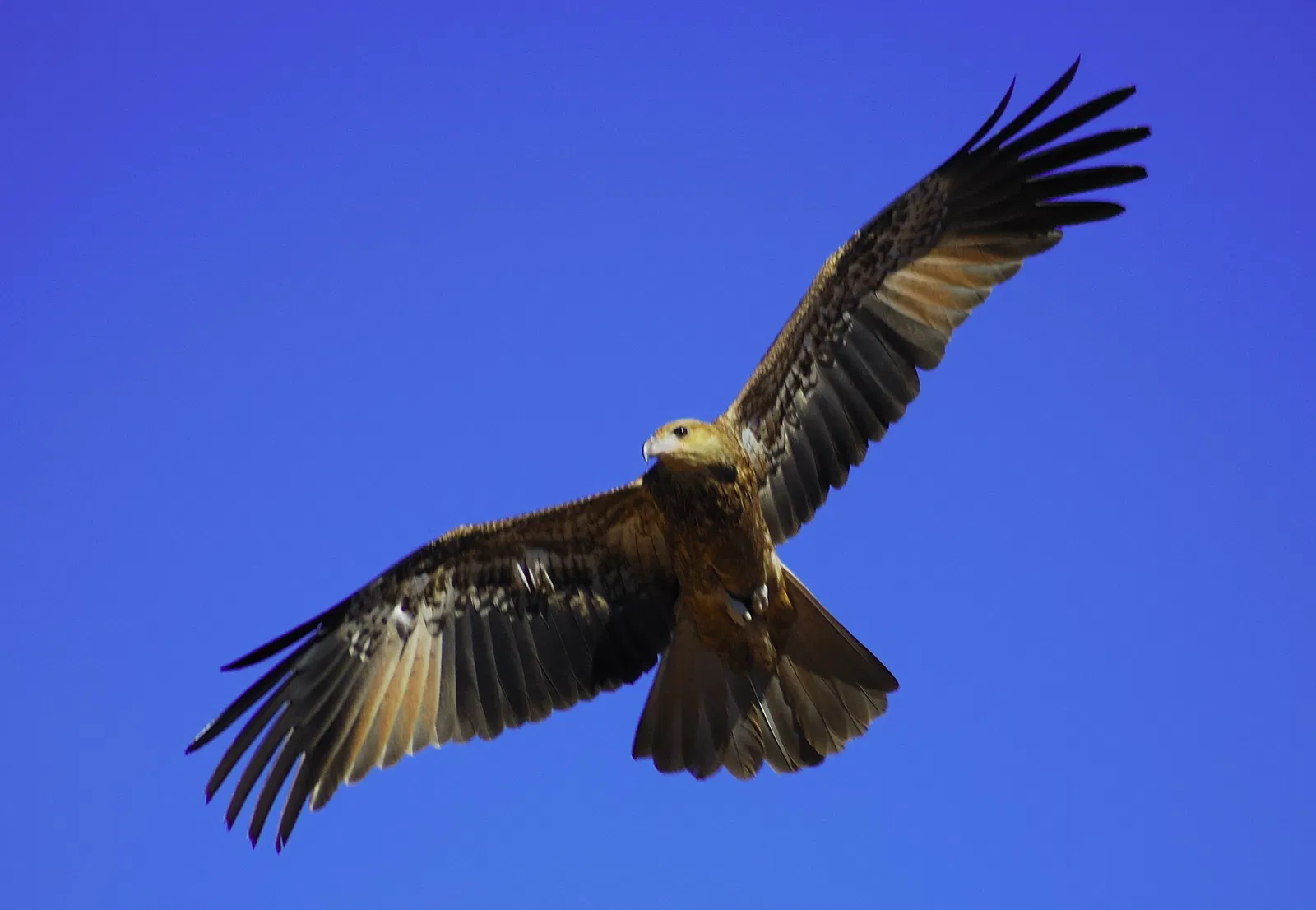 Alice Springs Desert Park