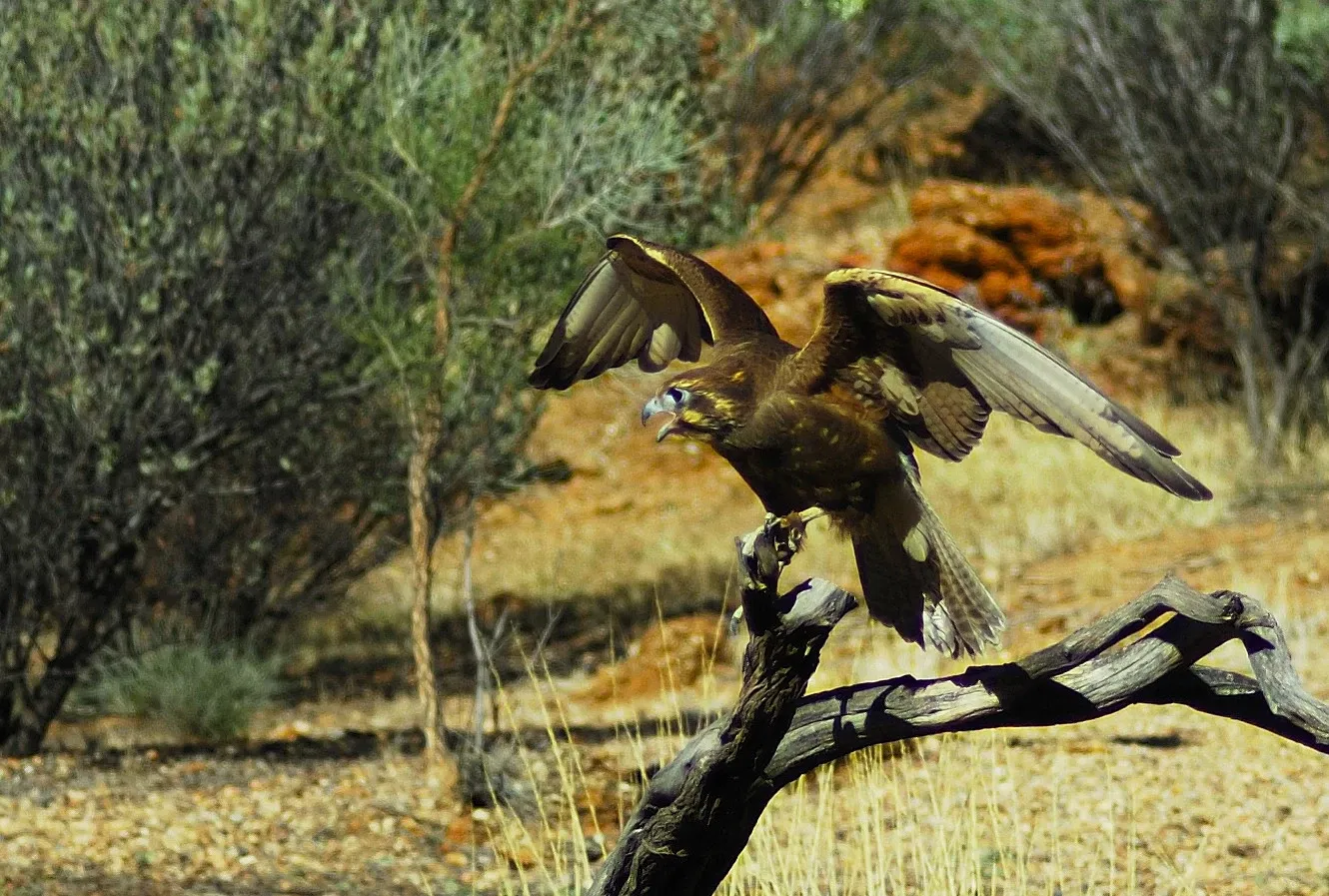 Alice Springs Desert Park