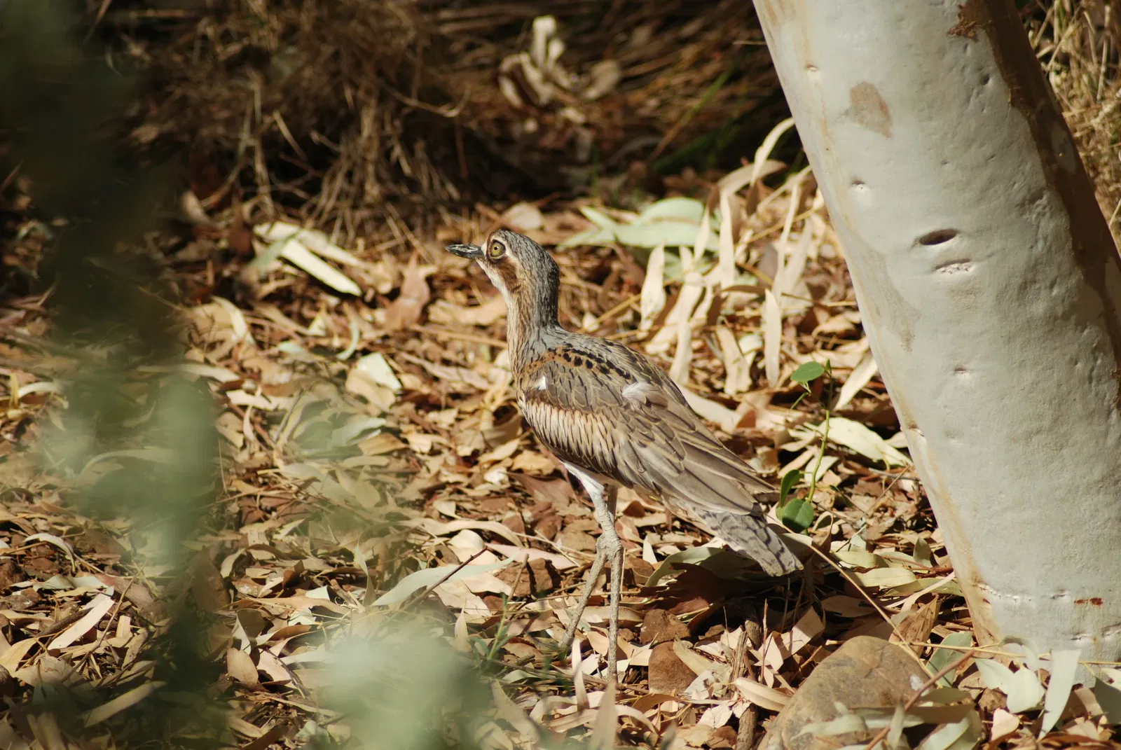 Alice Springs Desert Park