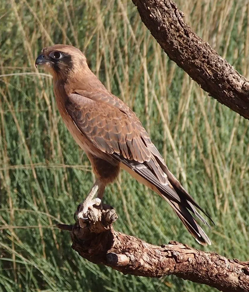 Alice Springs Desert Park