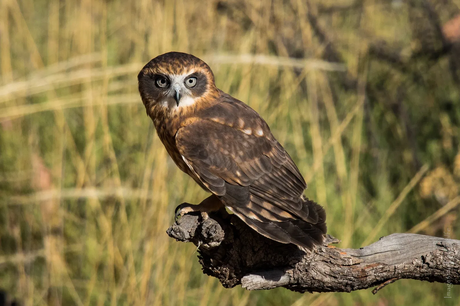 Alice Springs Desert Park
