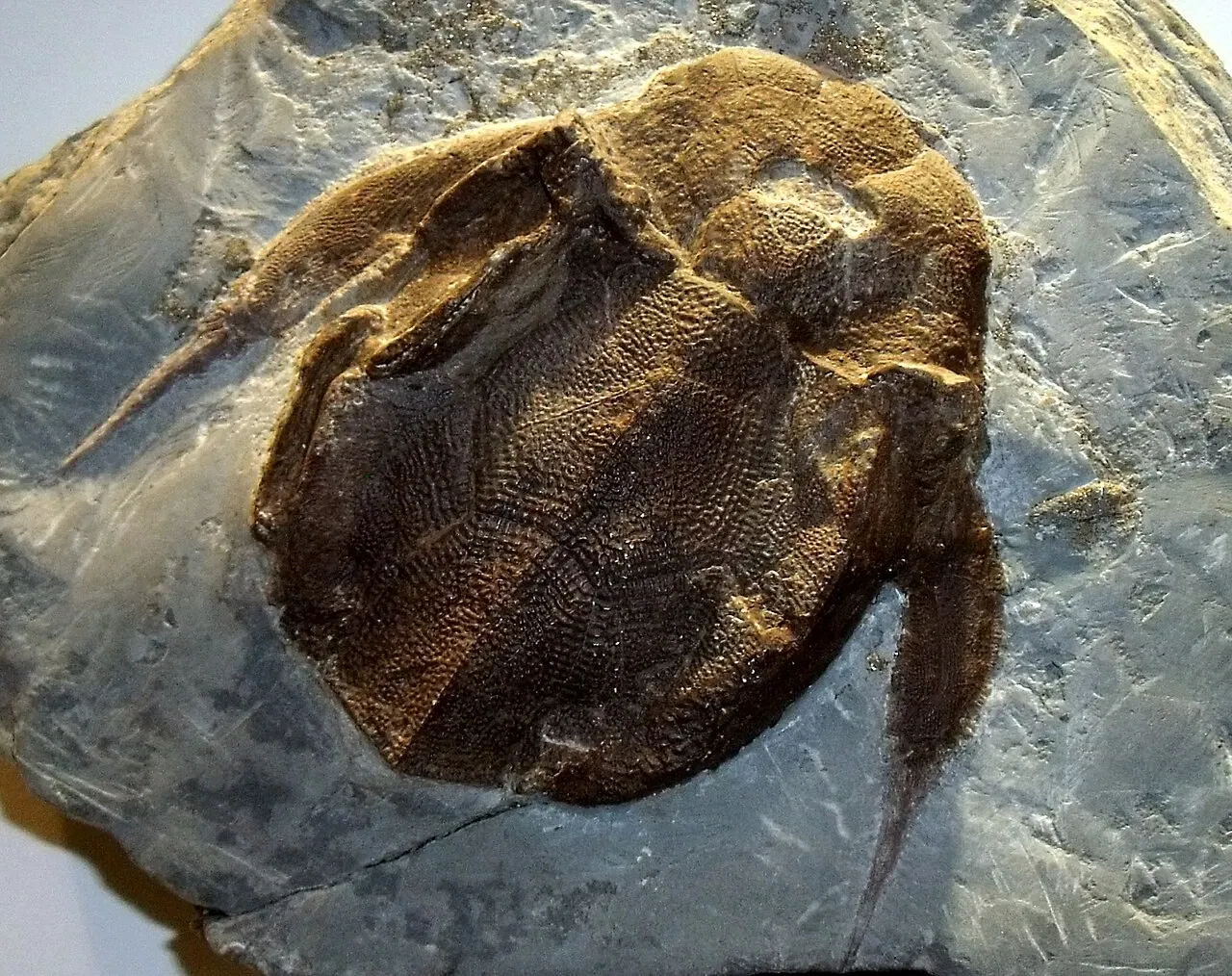 Miguasha National Park