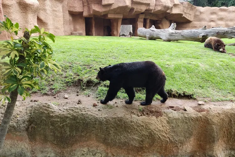 Zoológico Benito Juárez