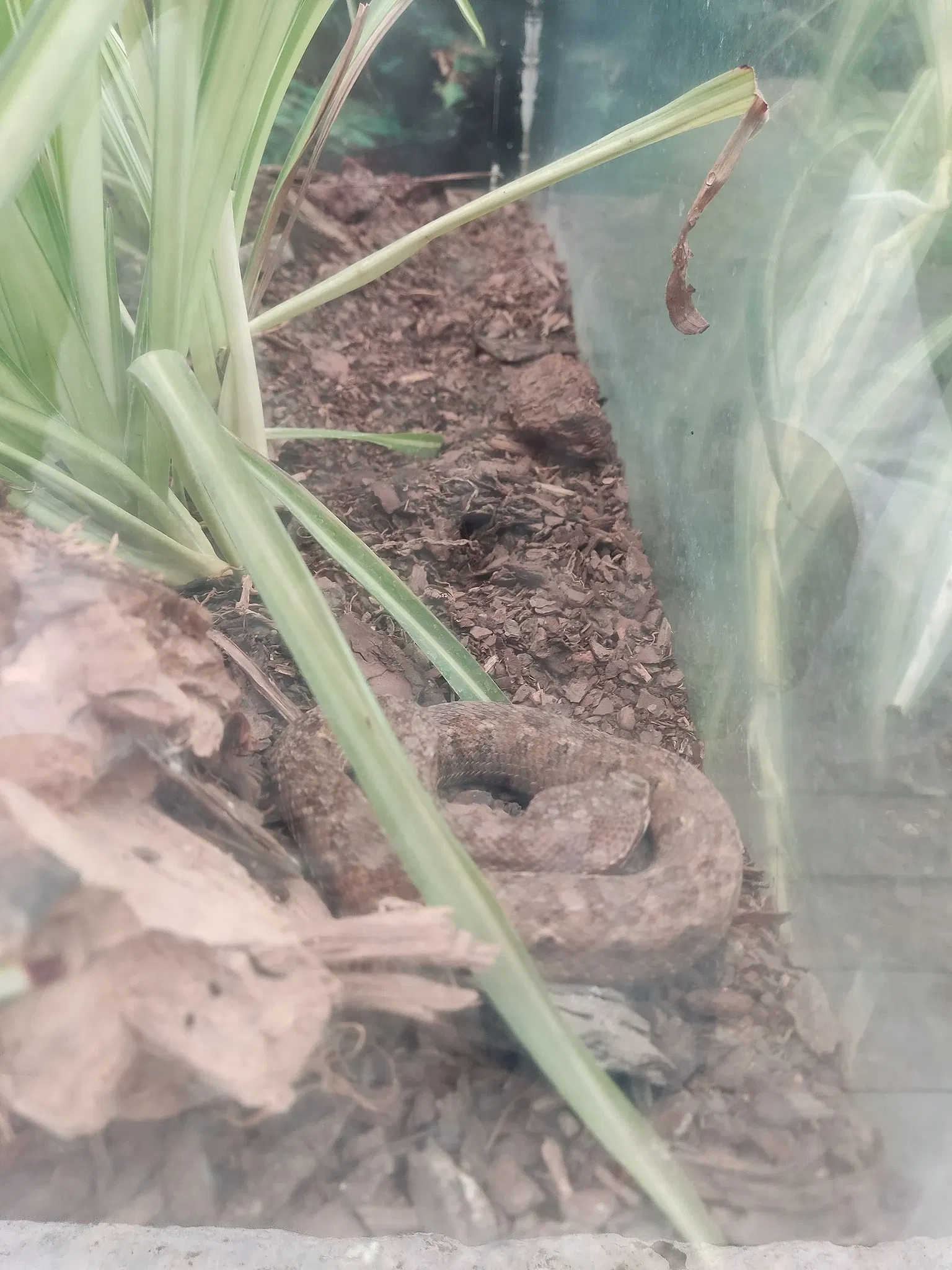 Zoológico Benito Juárez