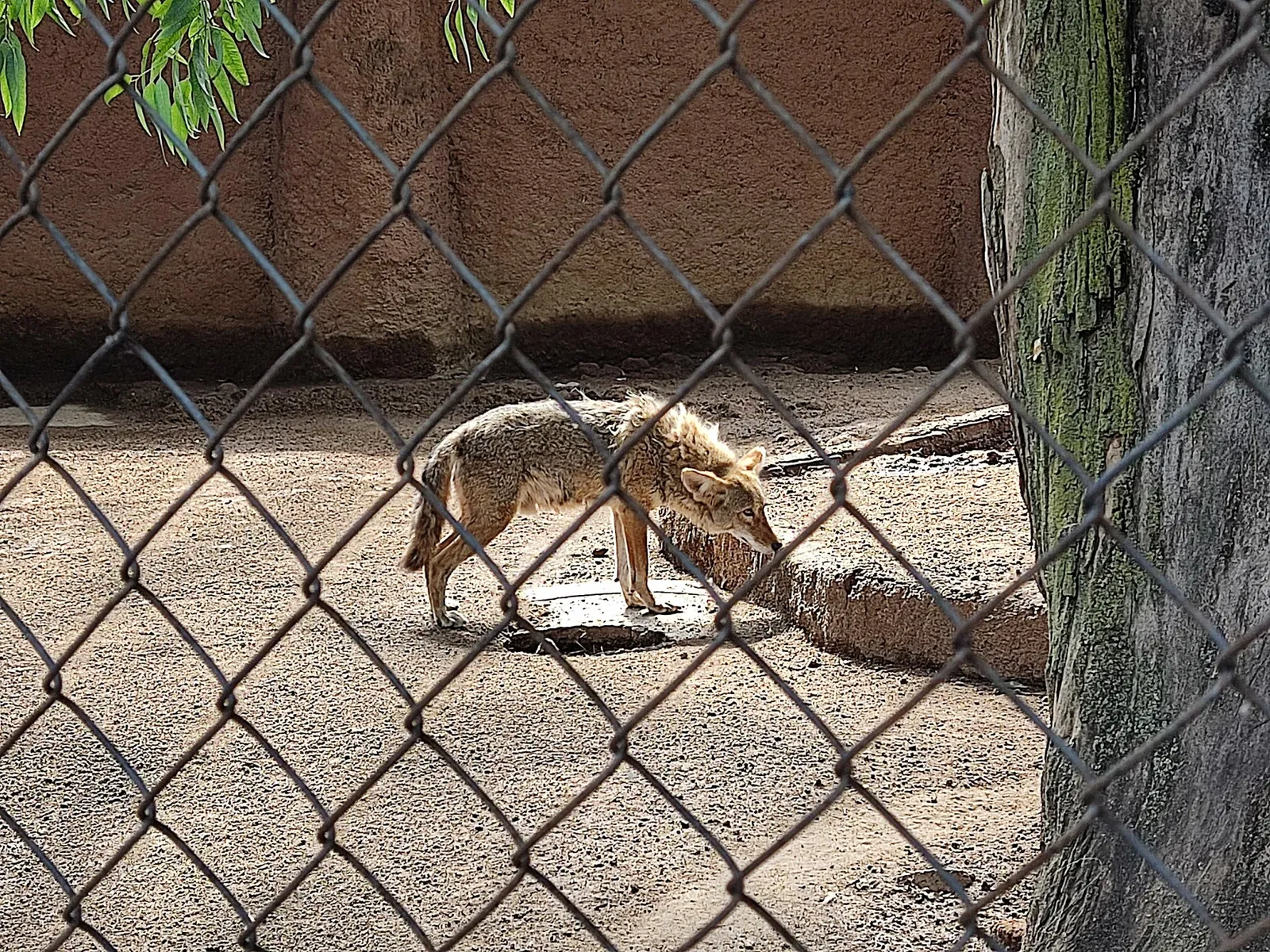 Zoológico Benito Juárez