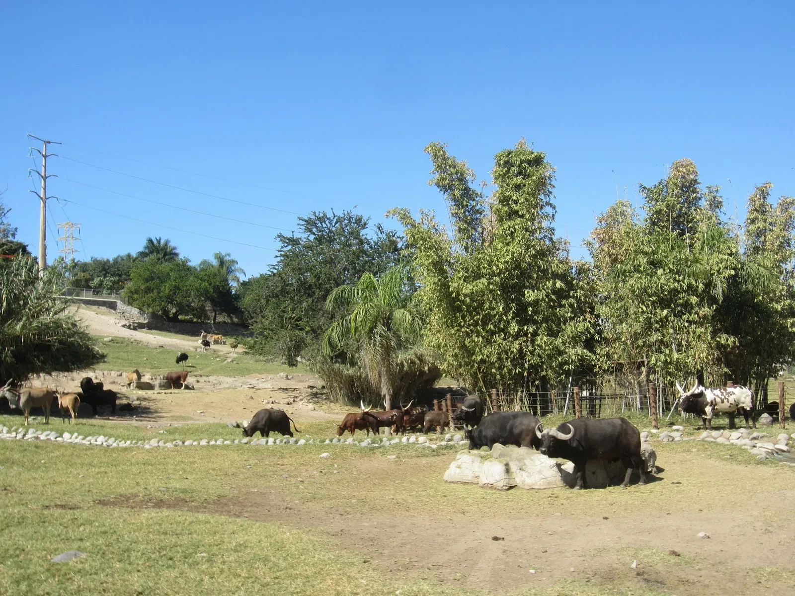 Zoológico Guadalajara