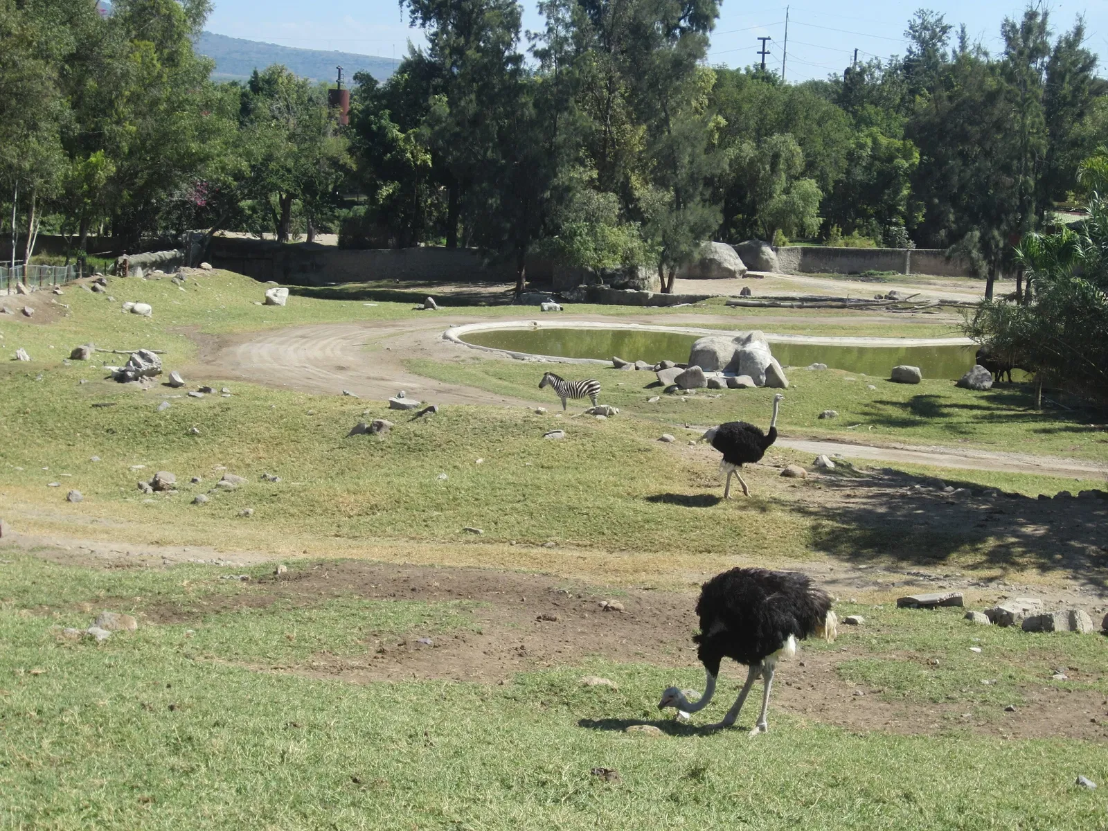 Zoológico Guadalajara