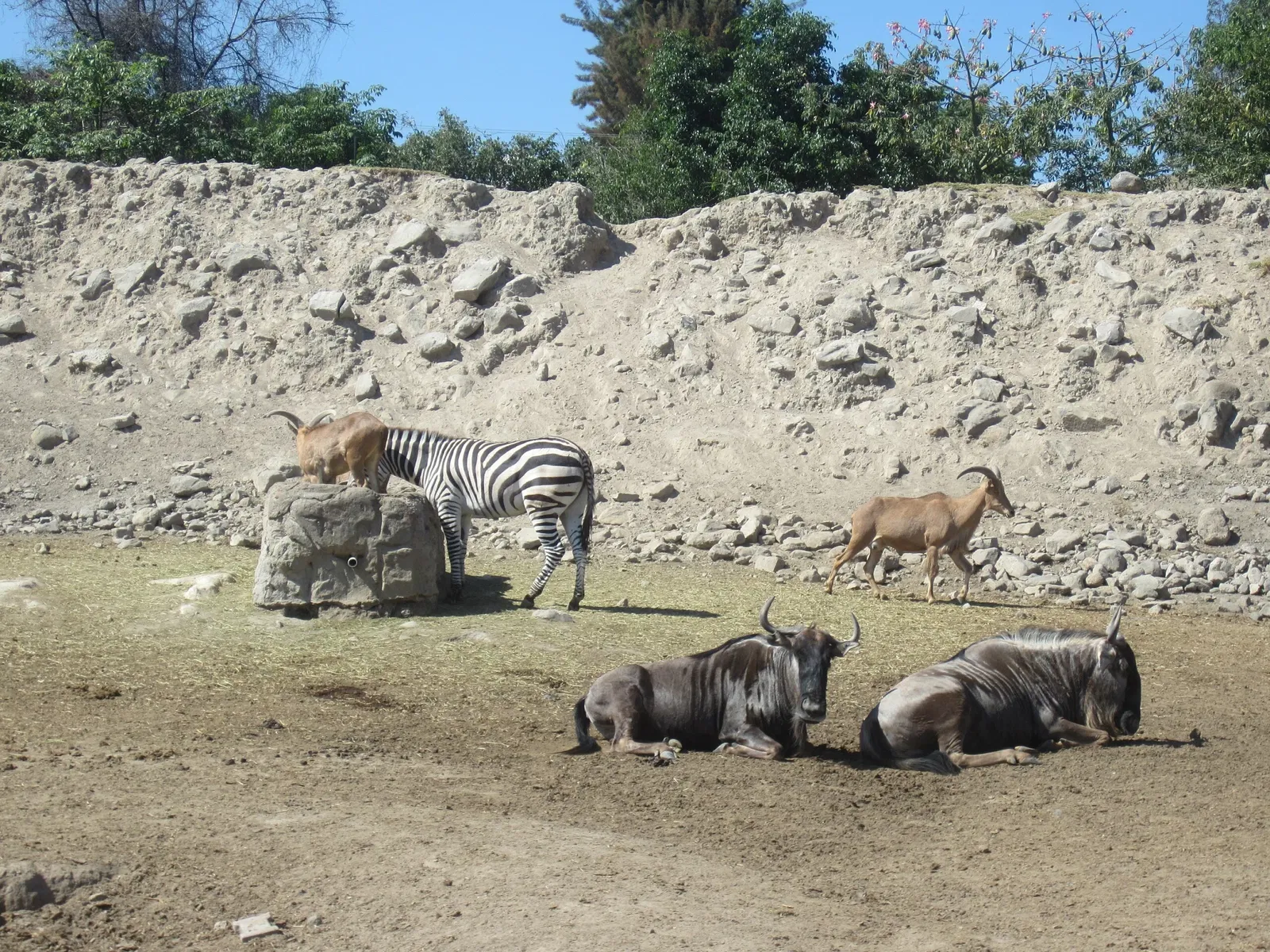 Zoológico Guadalajara