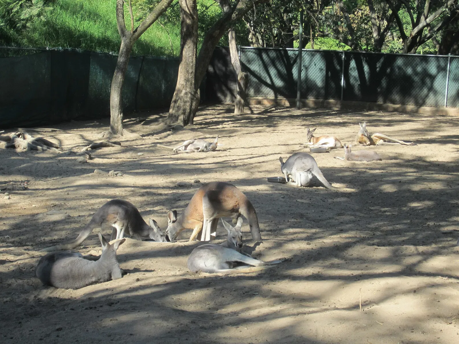 Zoológico Guadalajara