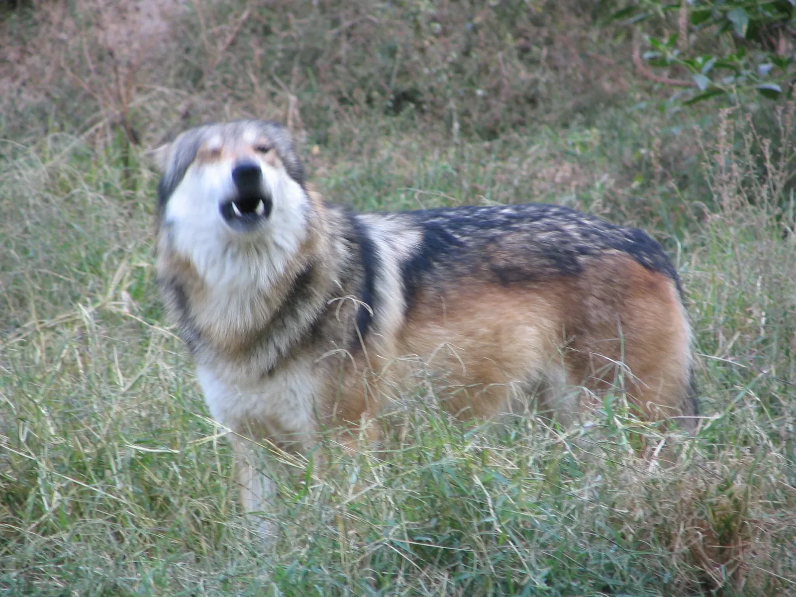 Zoológico Guadalajara