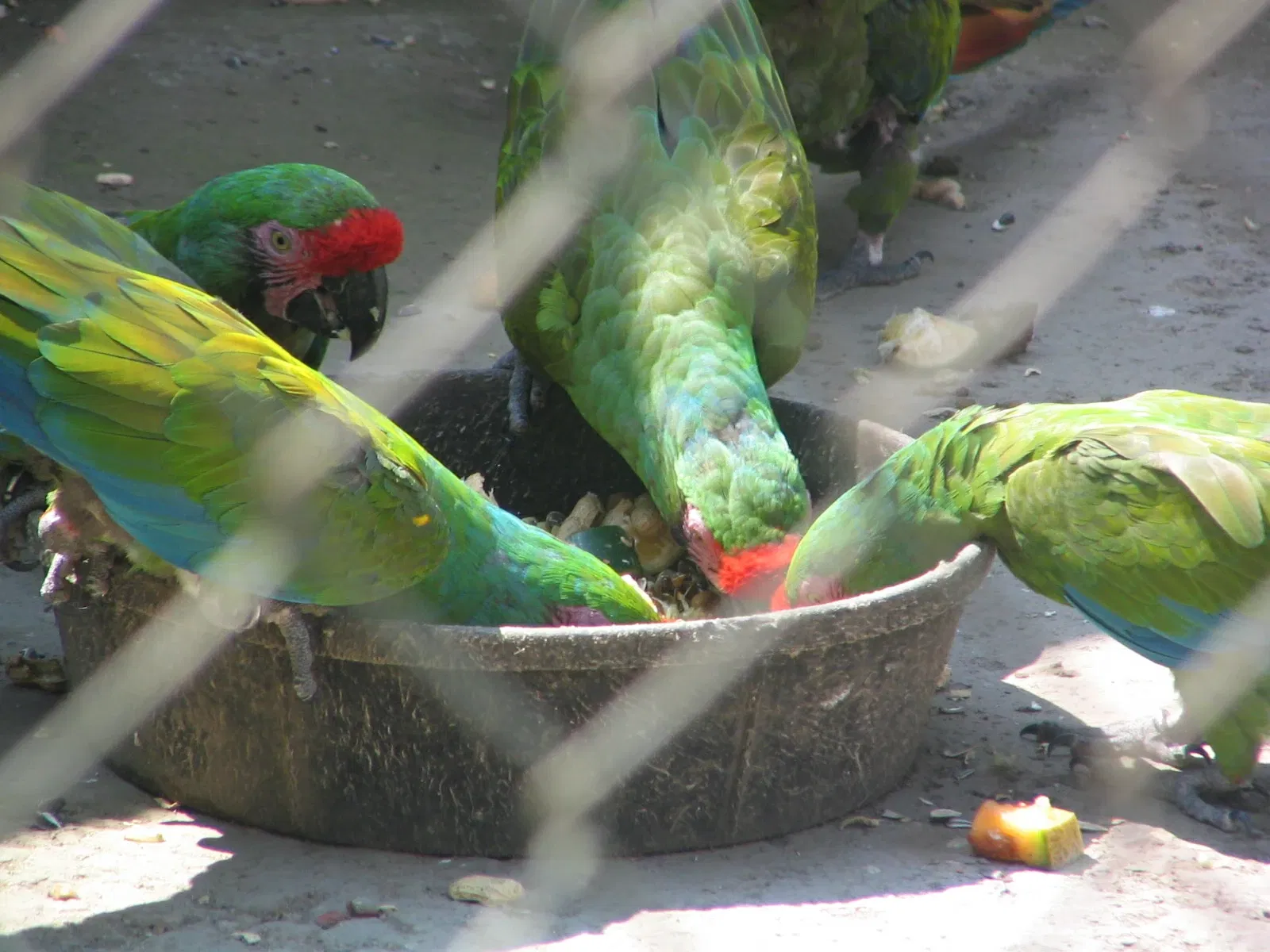 Guadalajara Zoo