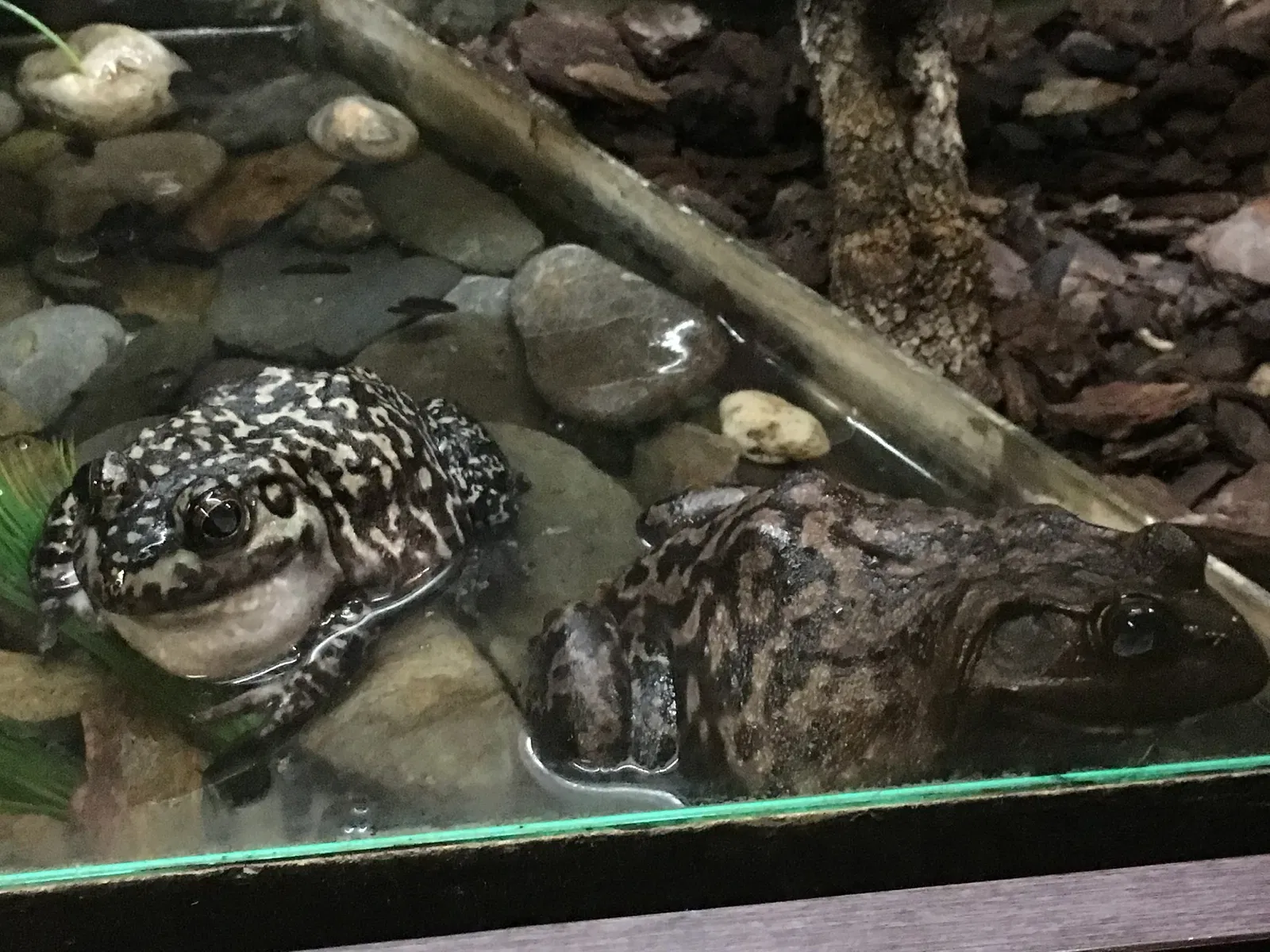 Zoológico de San Juan de Aragón