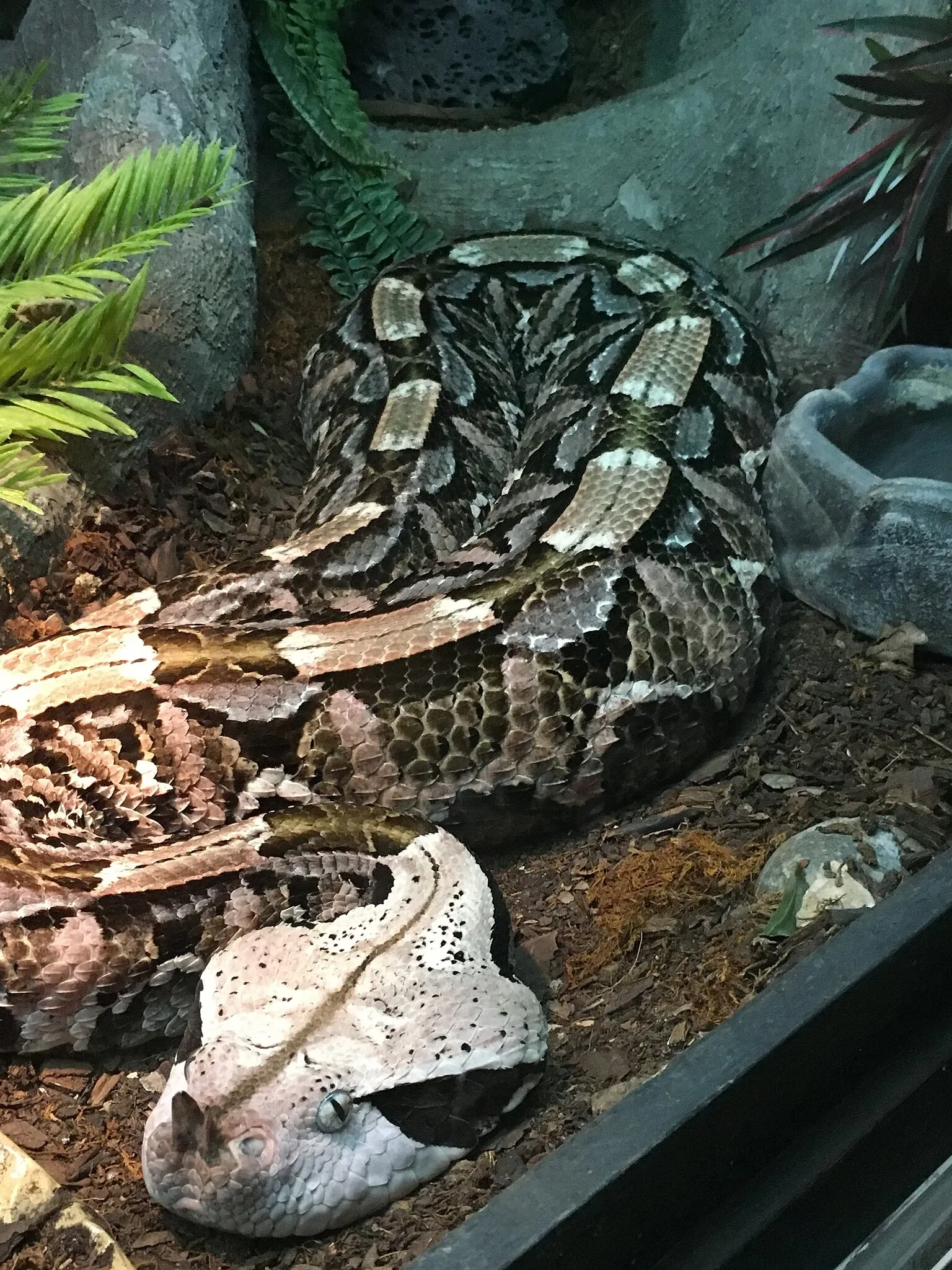 Zoo San Juan De Aragon