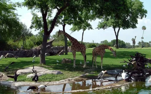 Busch Gardens Tampa Bay