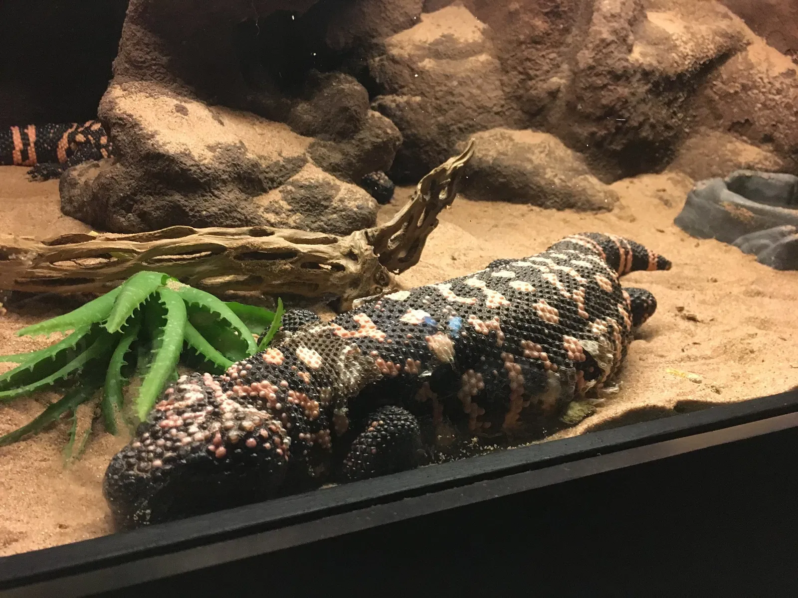 Zoo San Juan De Aragon