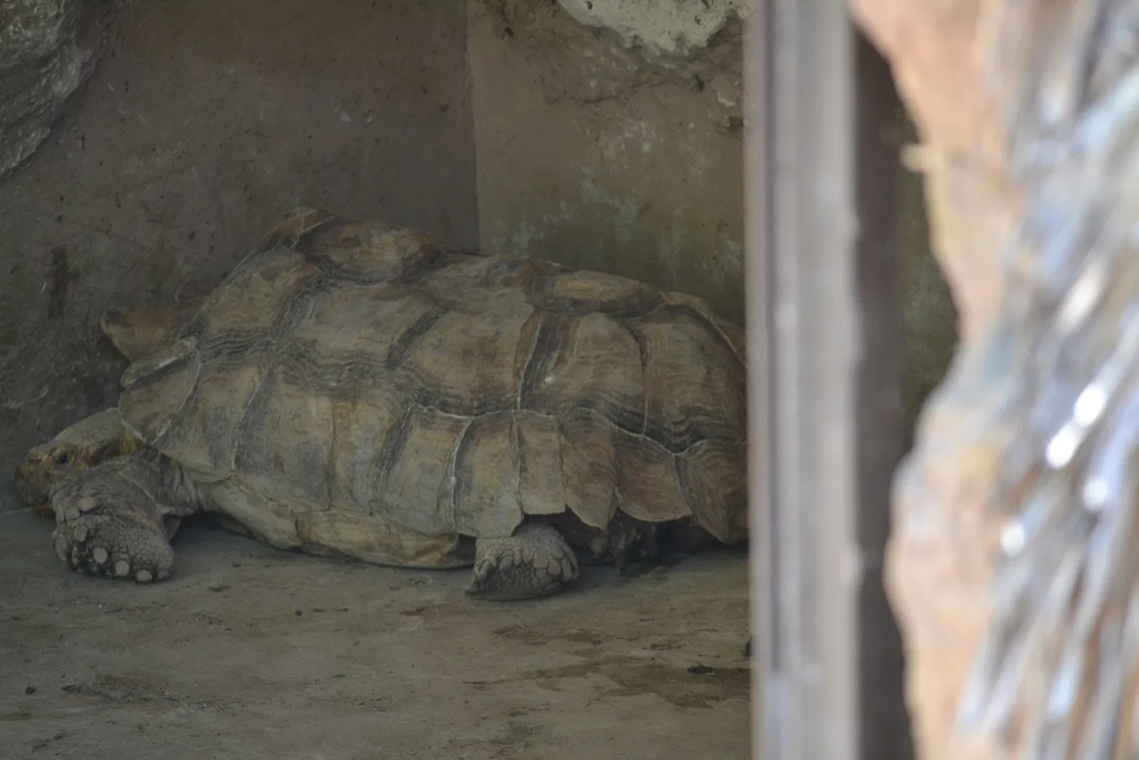 Zoo San Juan De Aragon