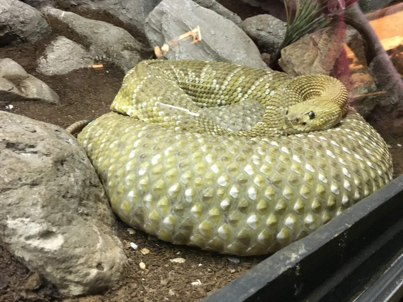 Zoo San Juan De Aragon