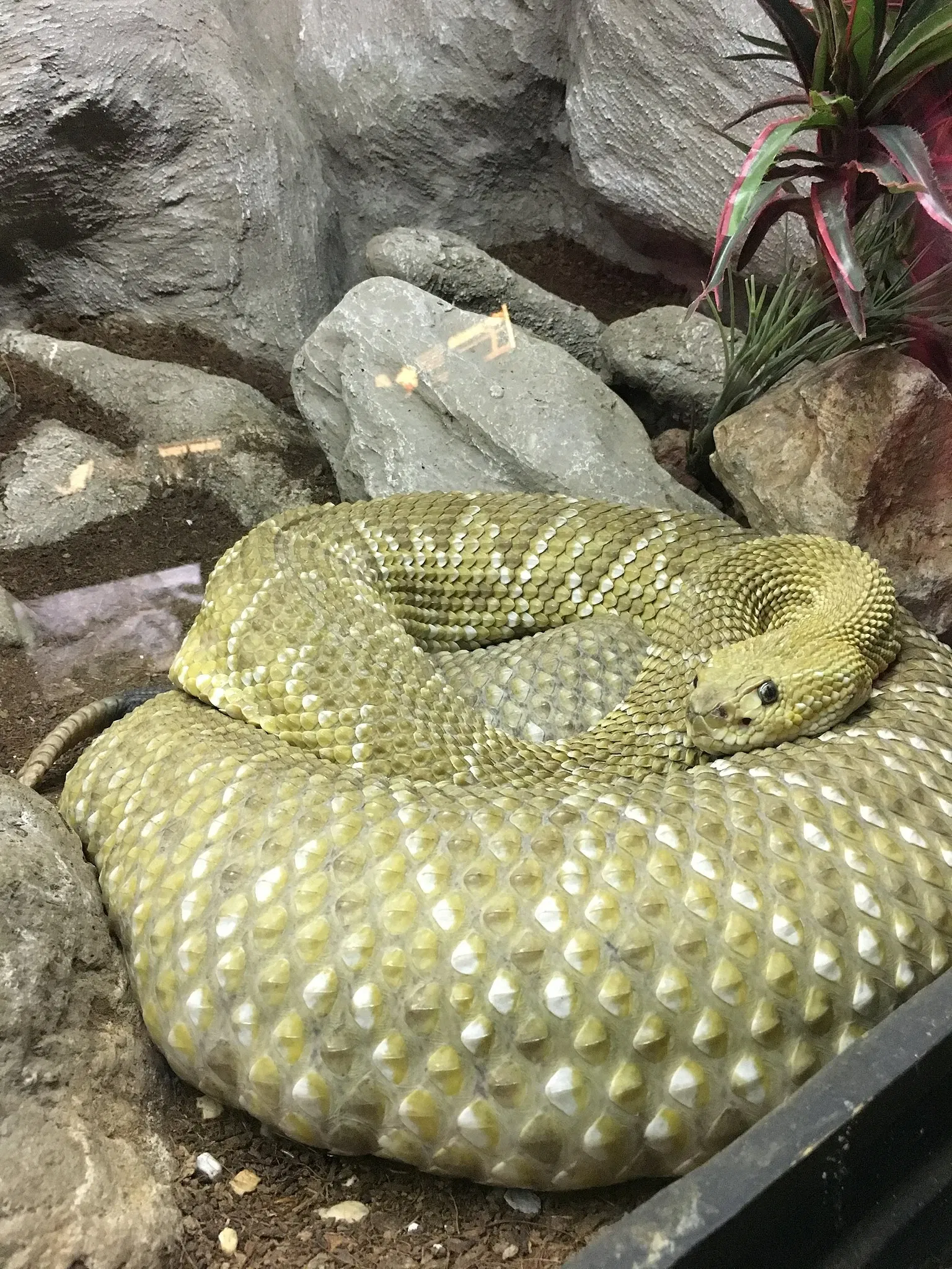 Zoo San Juan De Aragon