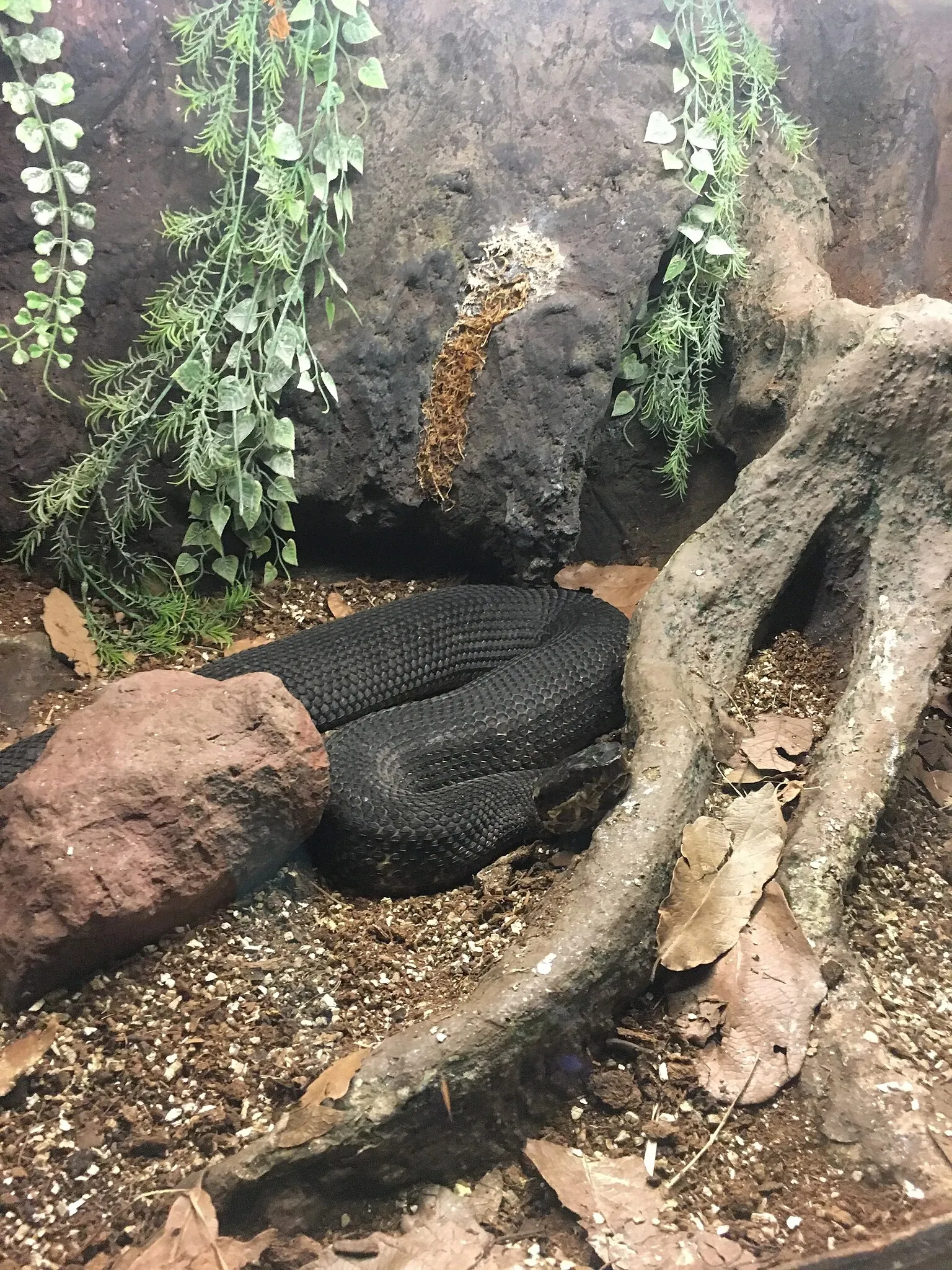 Zoológico de San Juan de Aragón