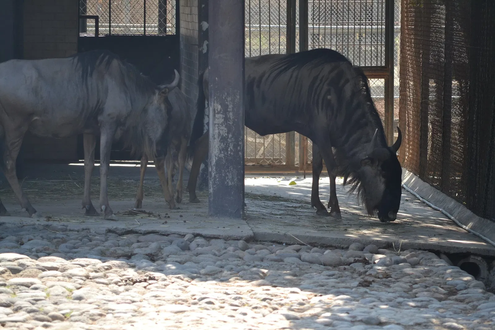 Zoológico de San Juan de Aragón